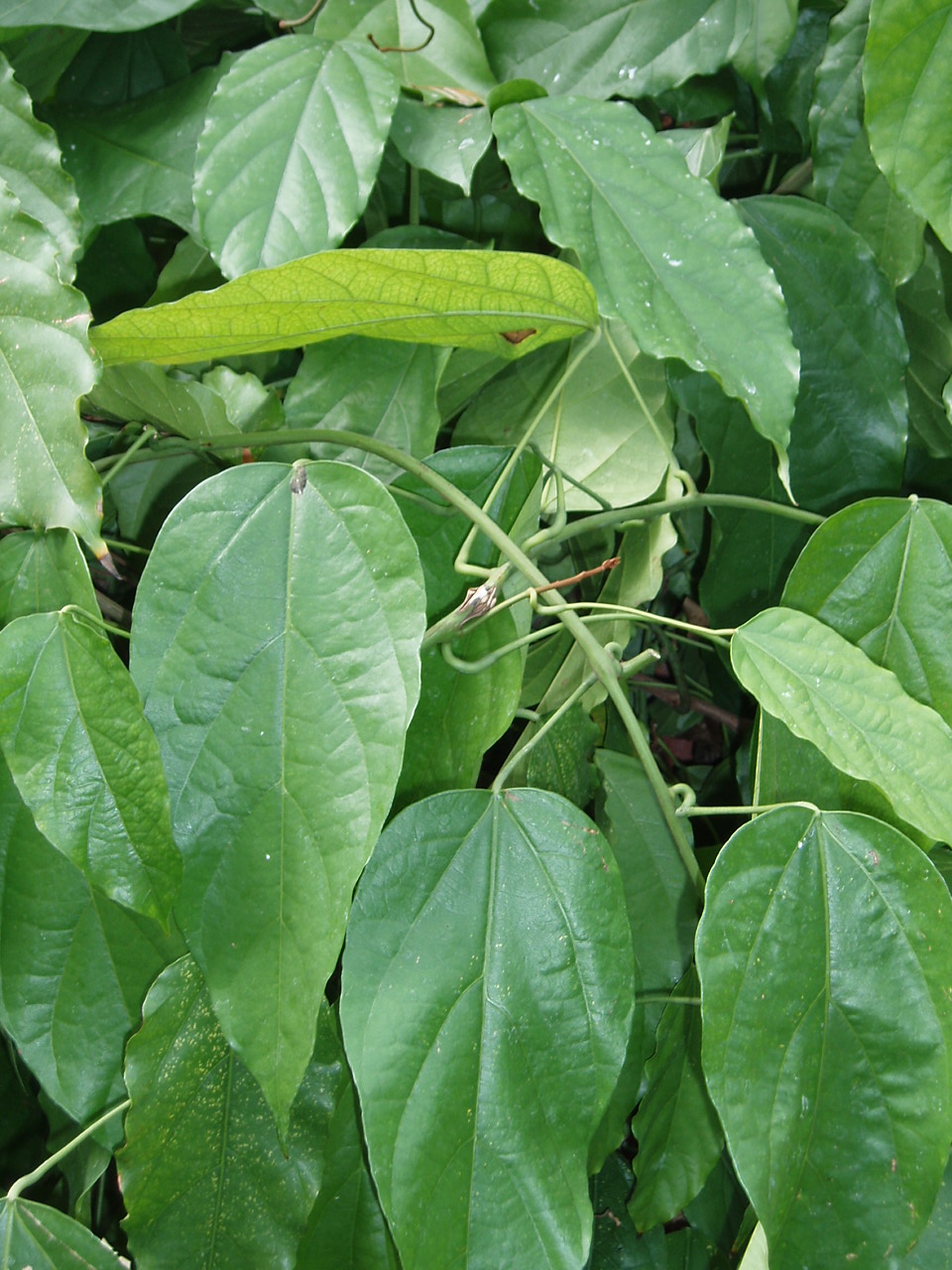 Tinomiscium petiolare