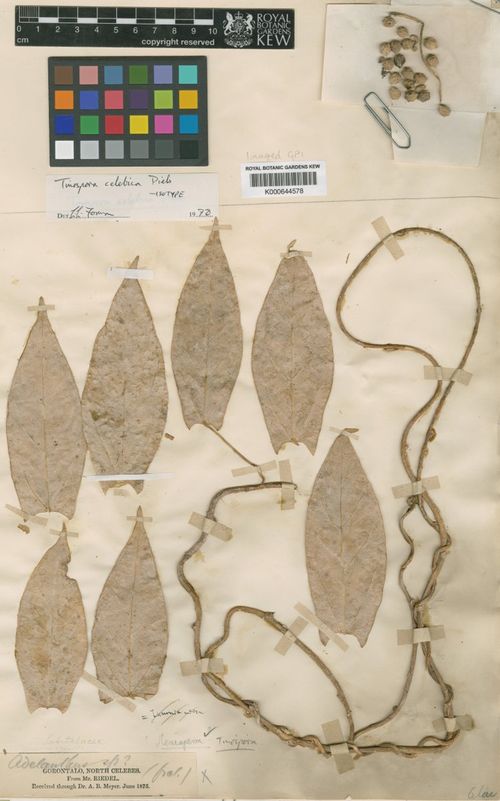 Tinospora celebica