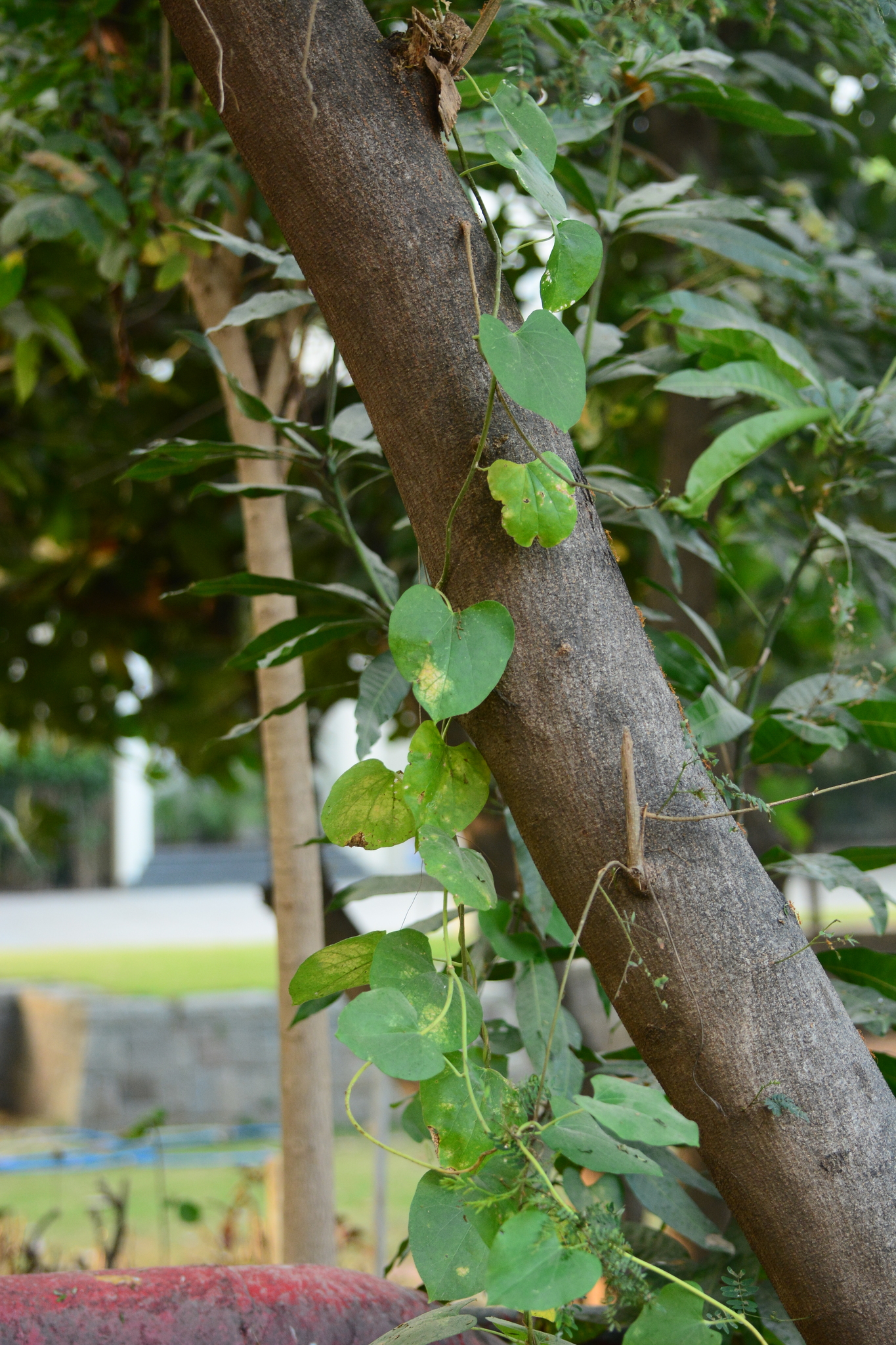 Tinospora cordifolia