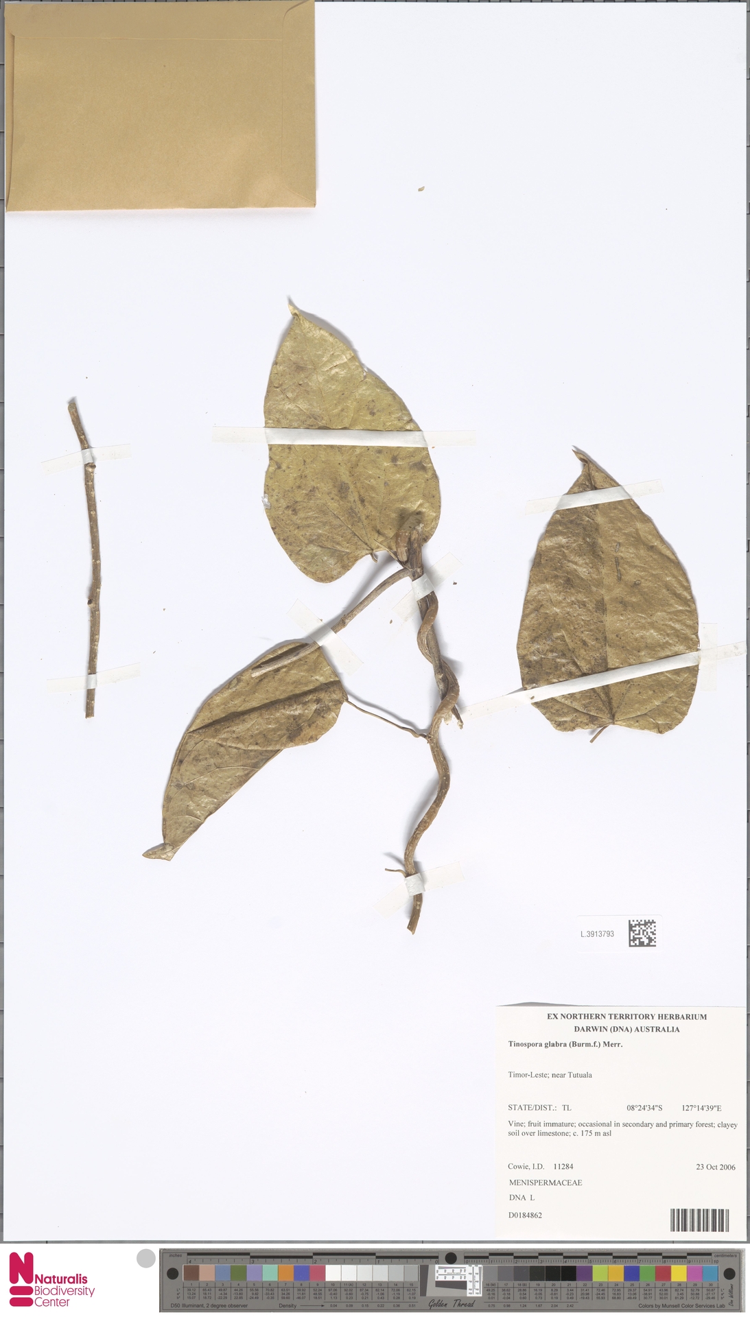 Tinospora glabra