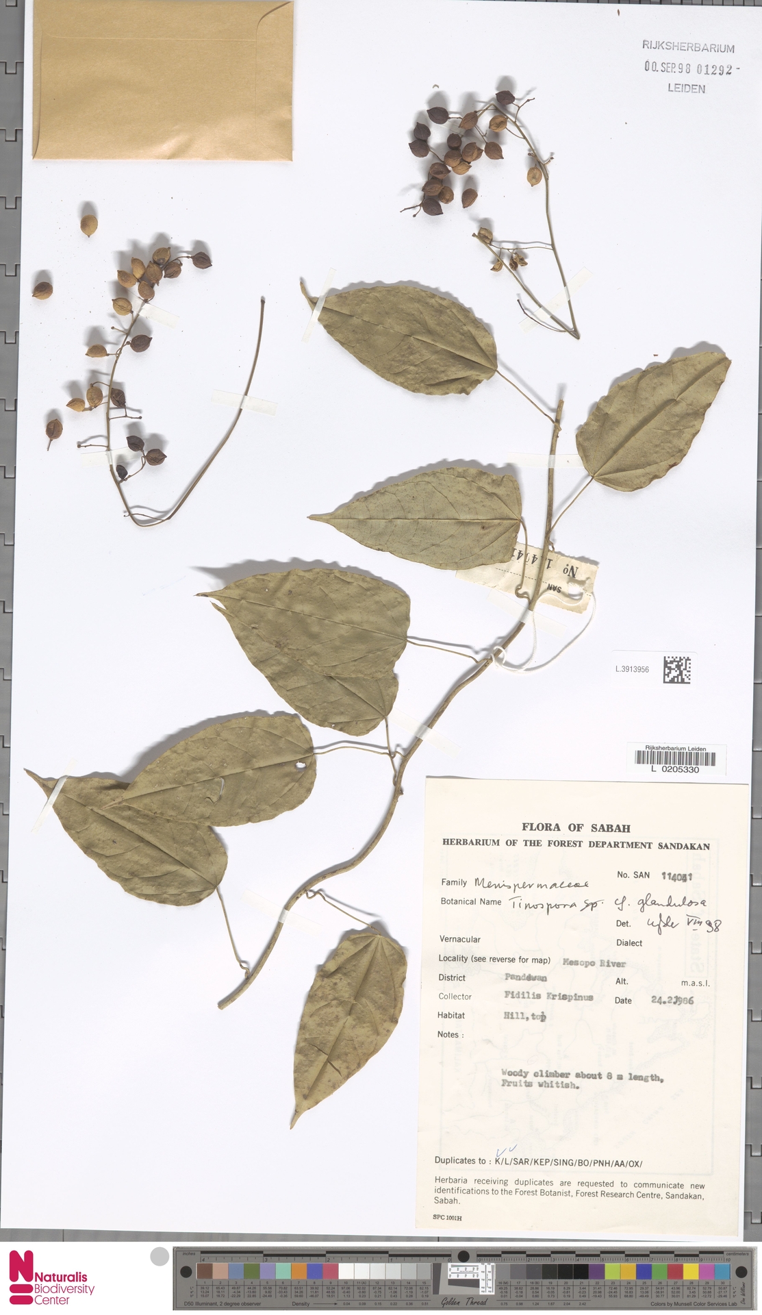 Tinospora glandulosa