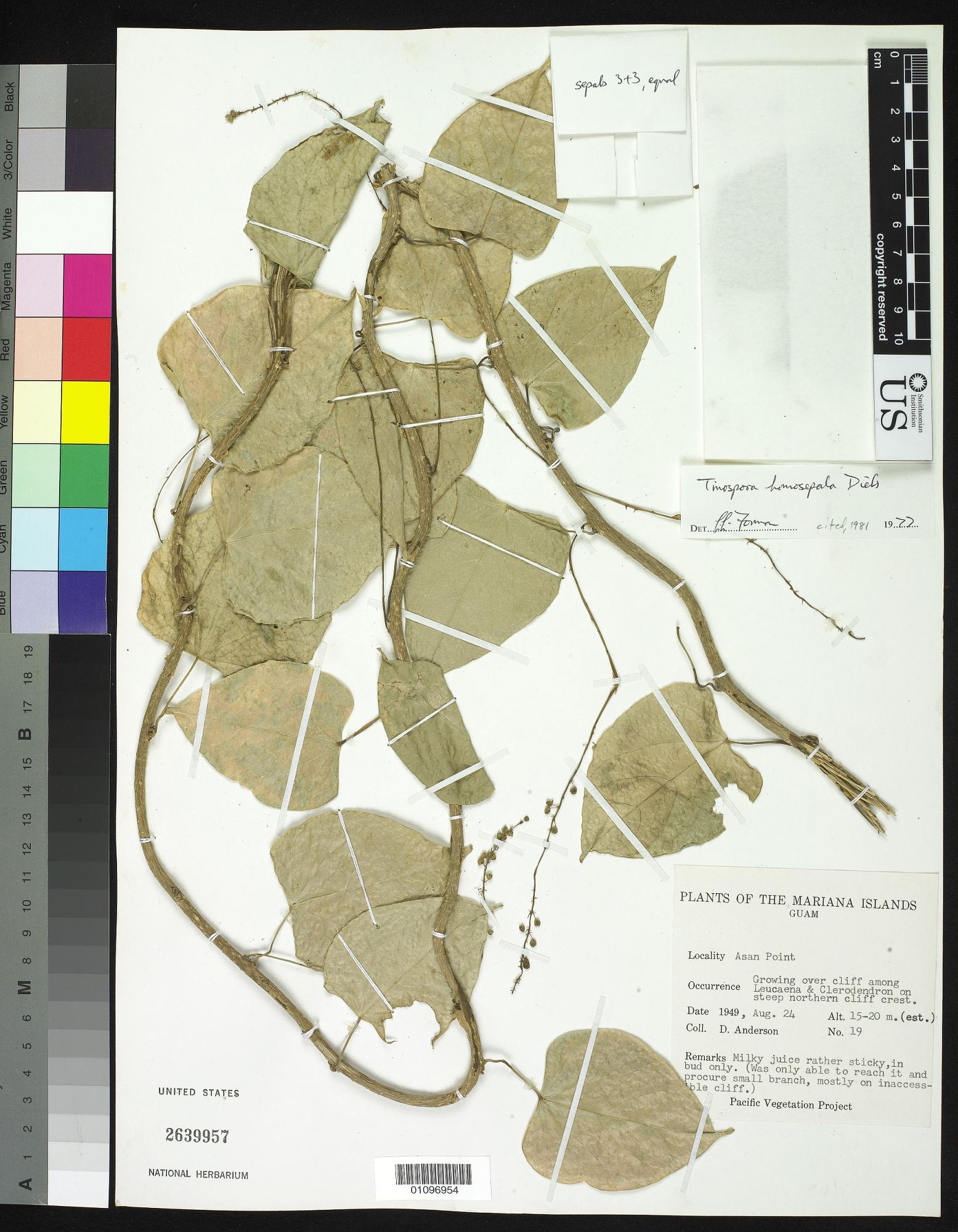 Tinospora homosepala