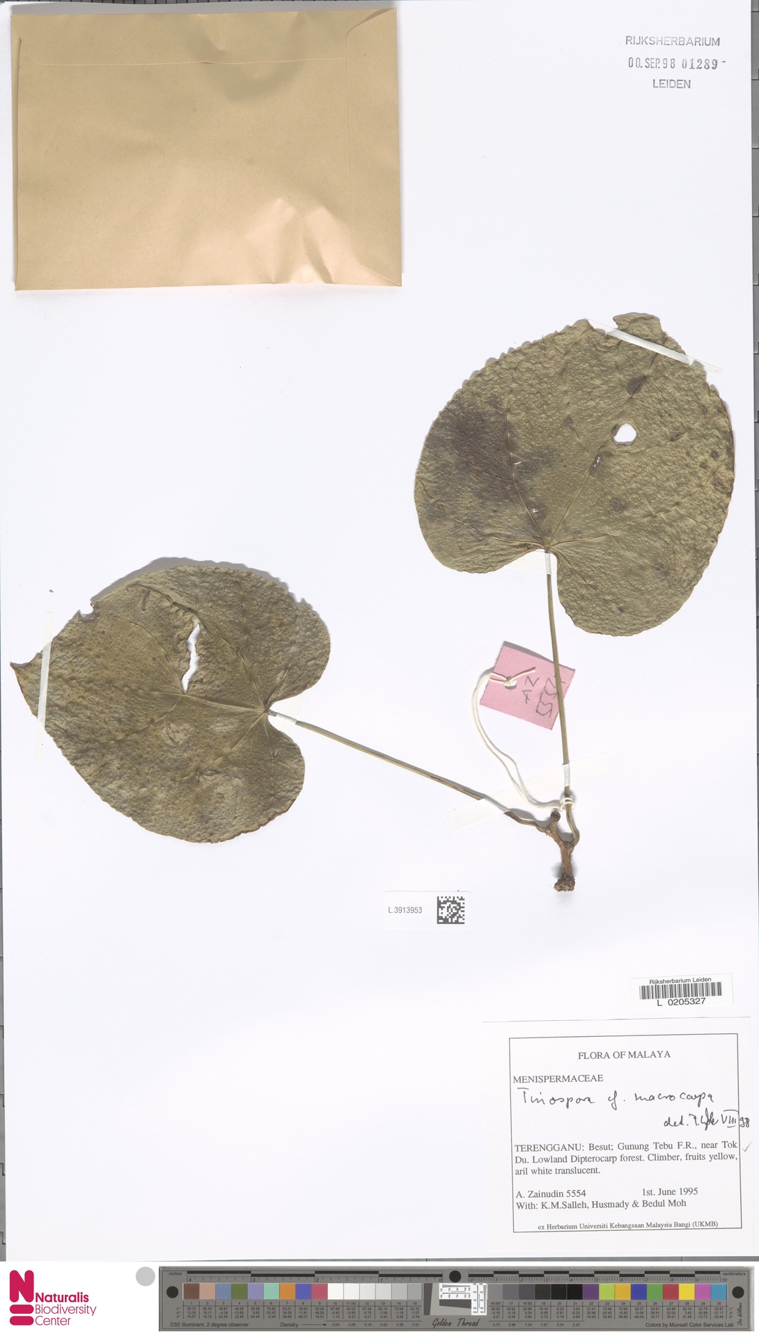 Tinospora macrocarpa