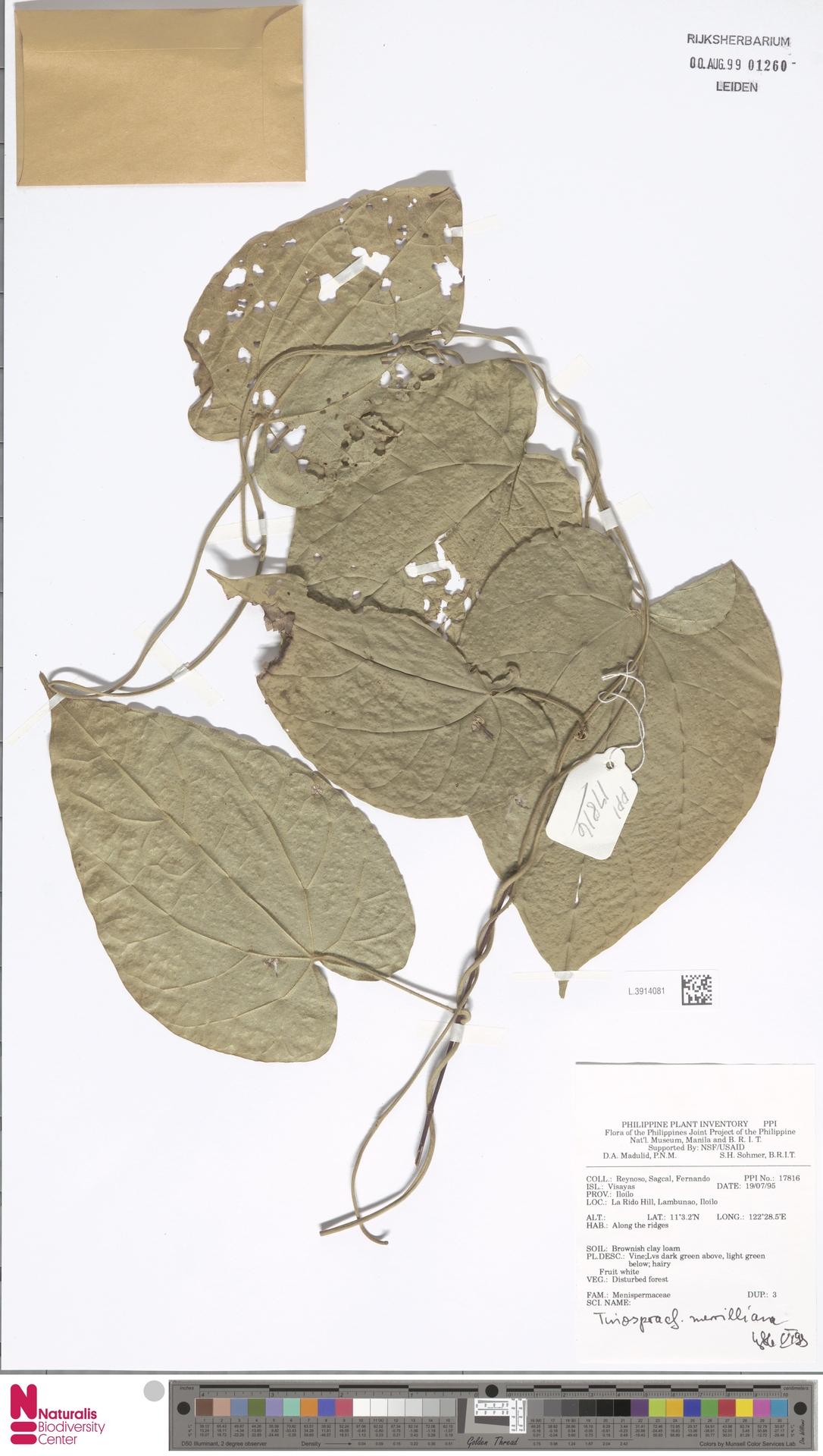 Tinospora merrilliana