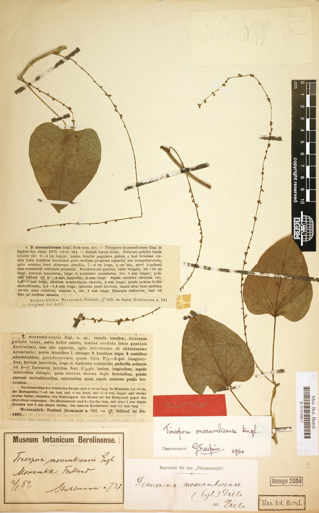Tinospora mossambicensis