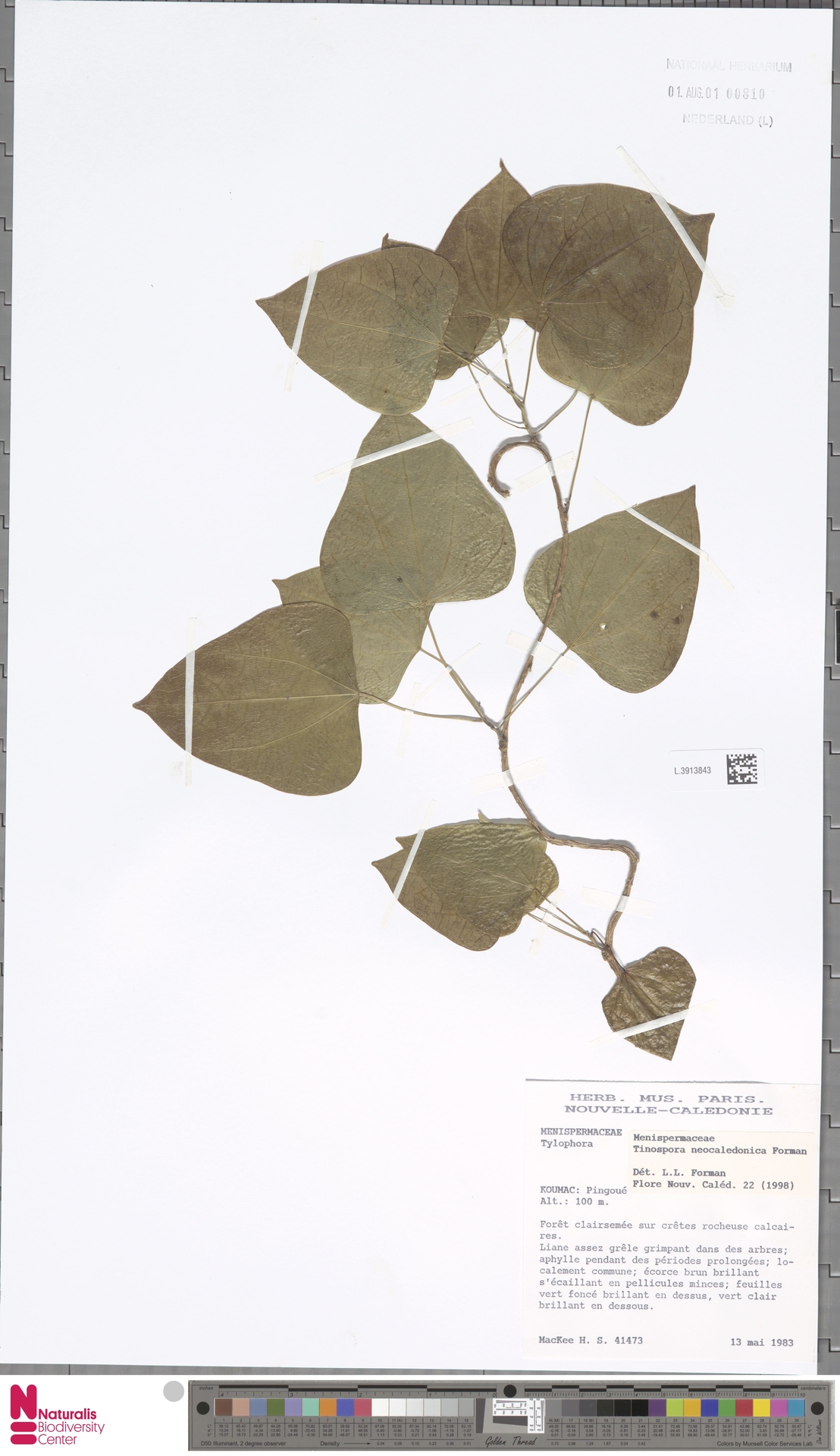 Tinospora neocaledonica