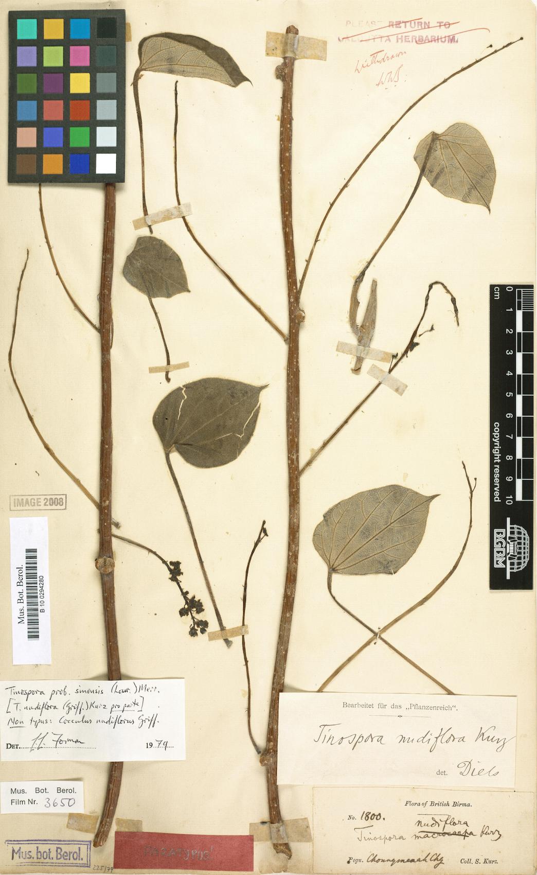 Tinospora nudiflora