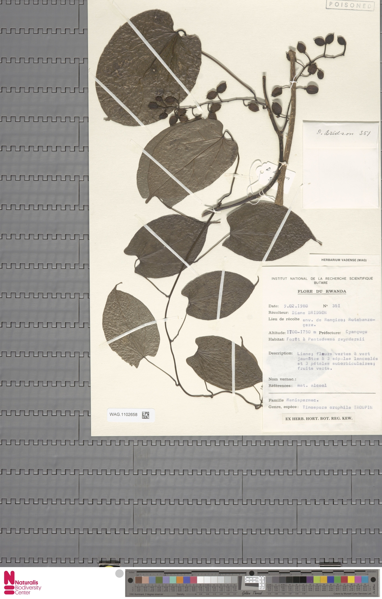 Tinospora orophila
