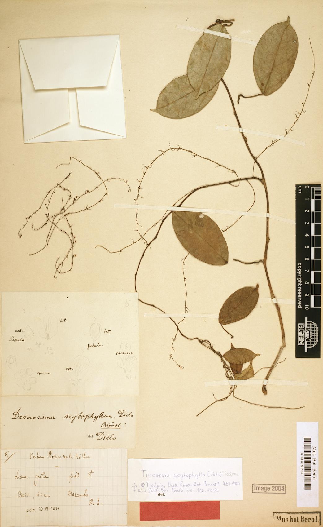 Tinospora scytophylla