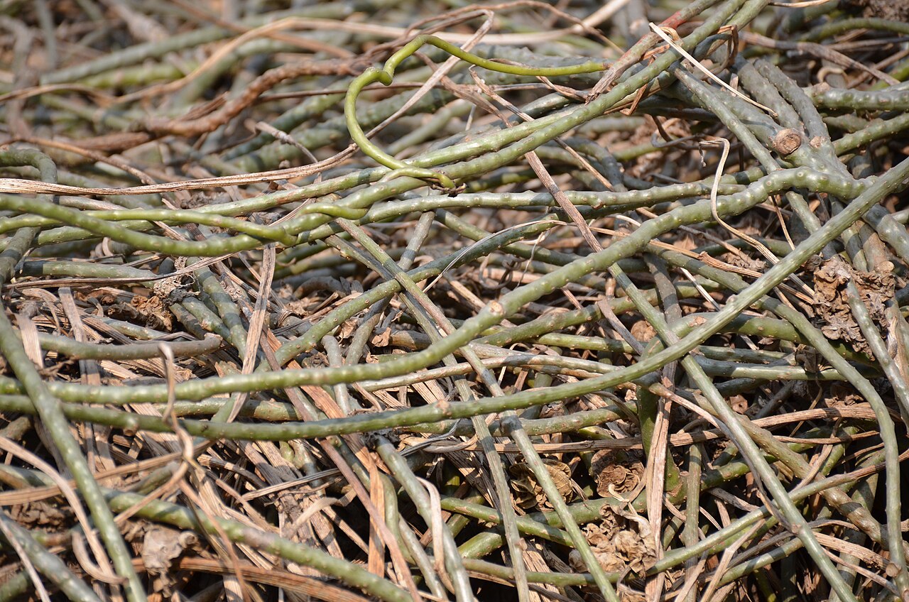 Tinospora sinensis