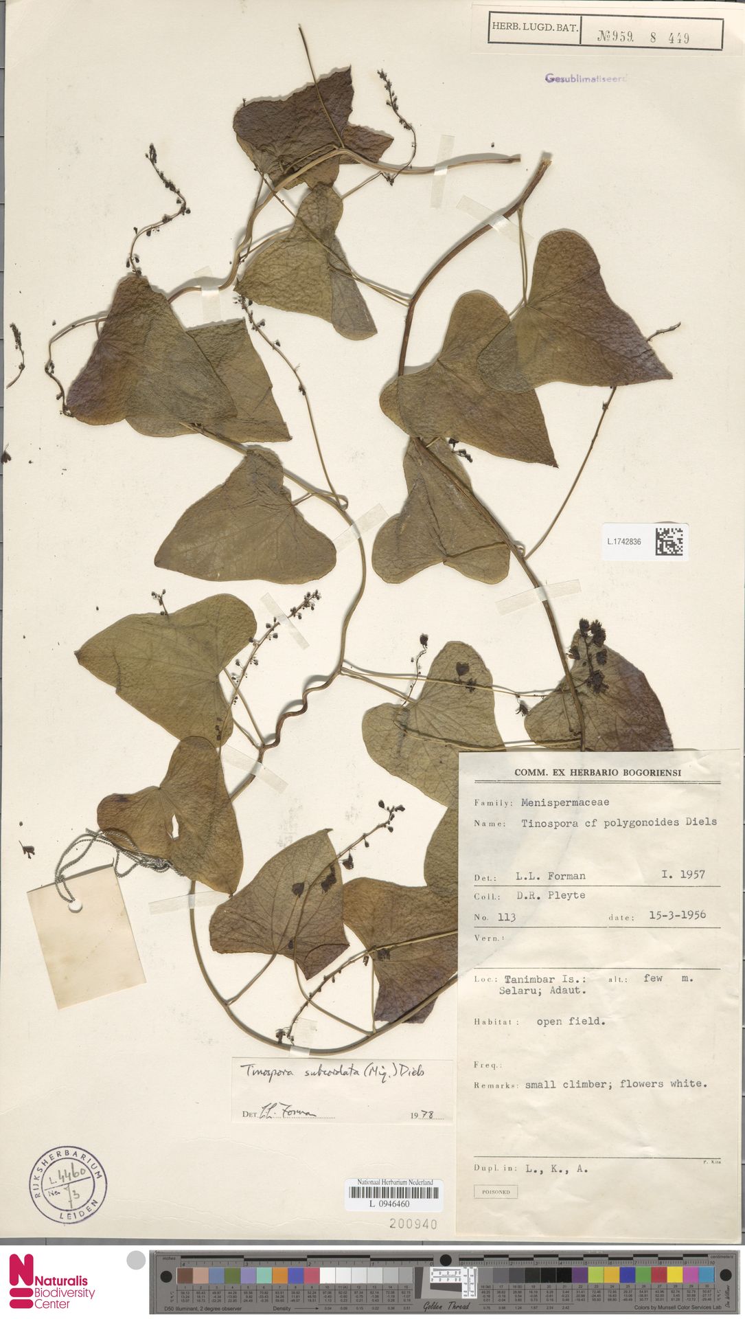 Tinospora subcordata