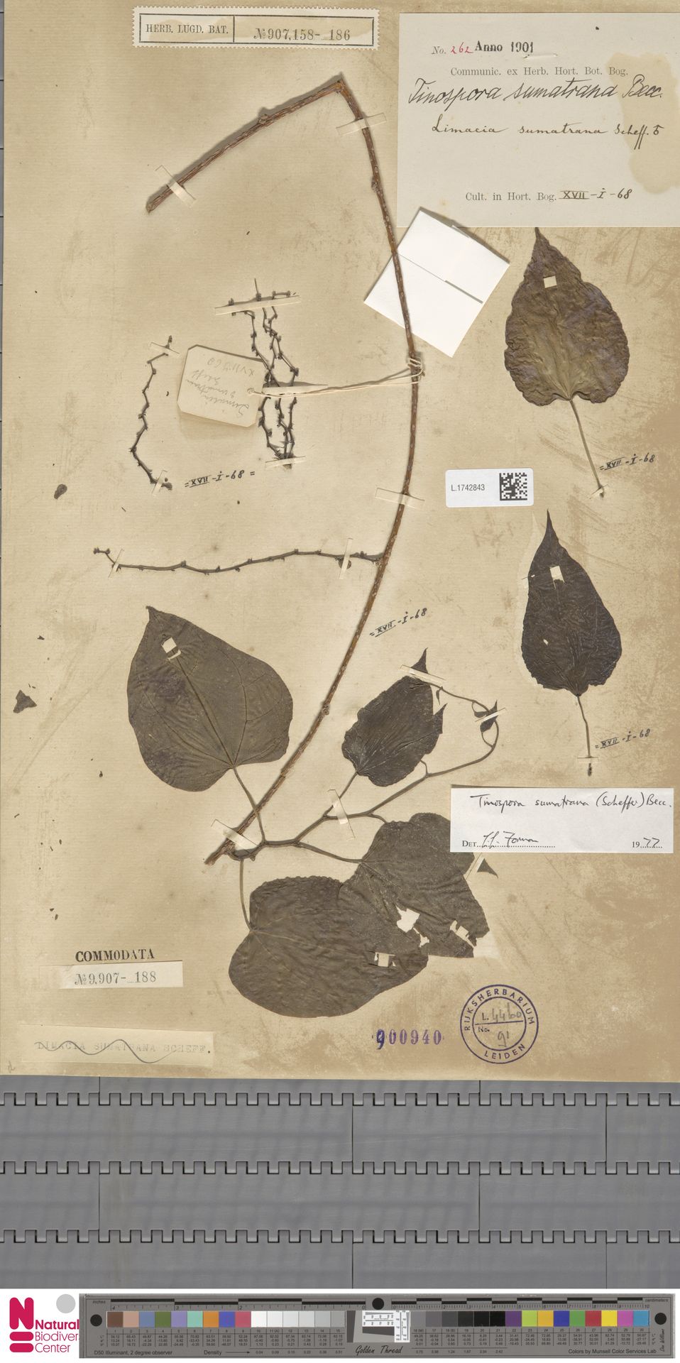 Tinospora sumatrana