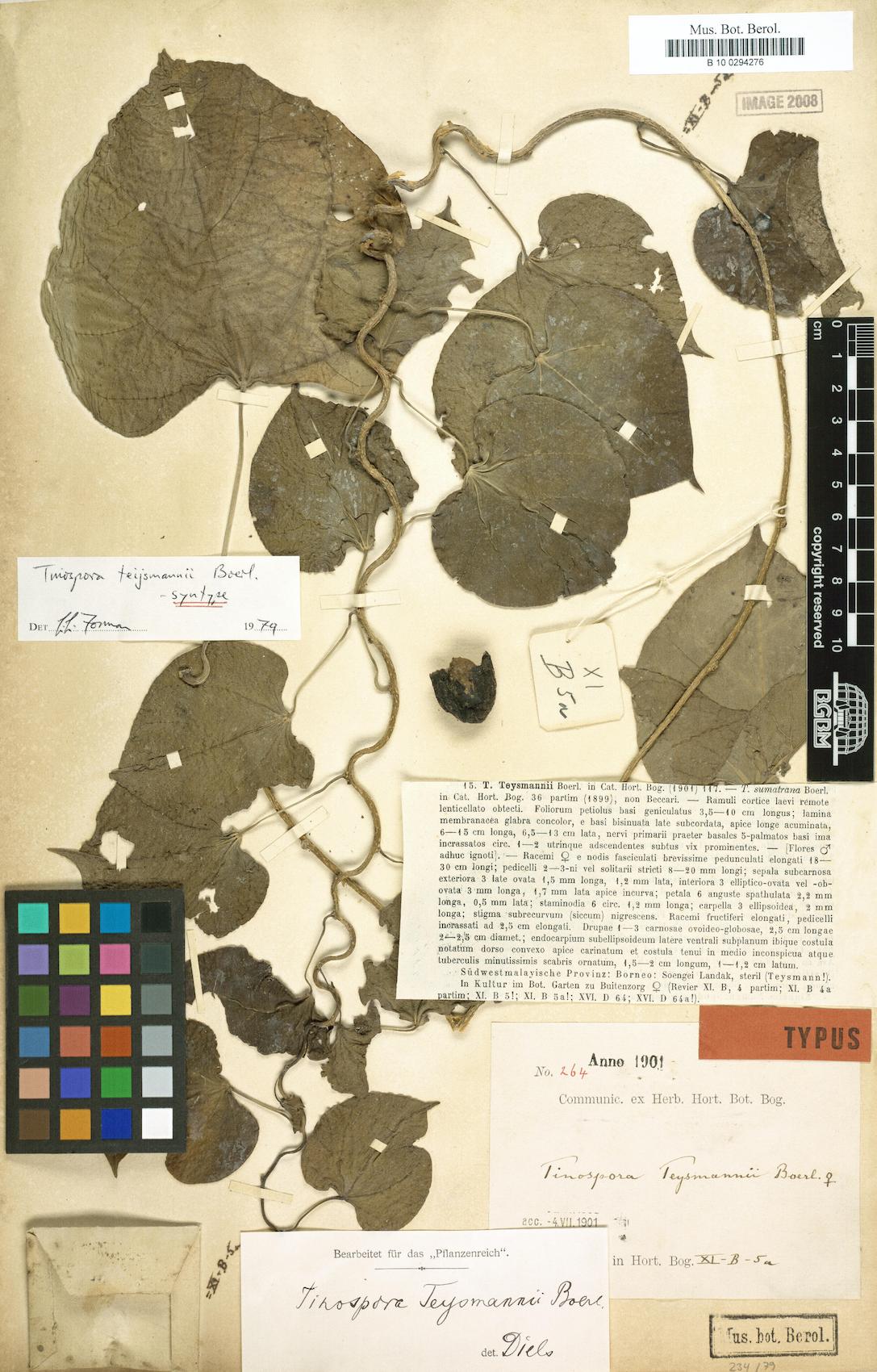 Tinospora teijsmannii