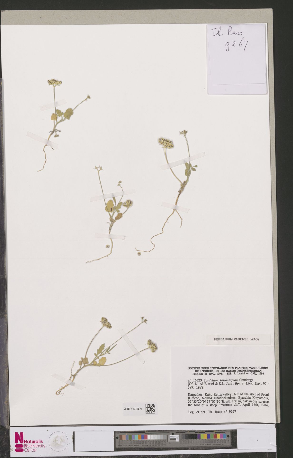 Tordylium hirtocarpum