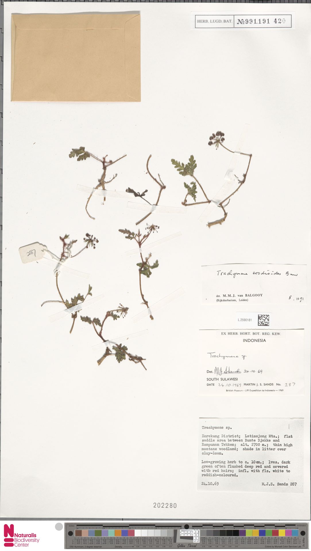 Trachymene erodioides