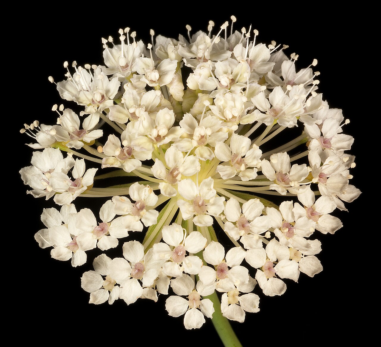 Trachymene oleracea