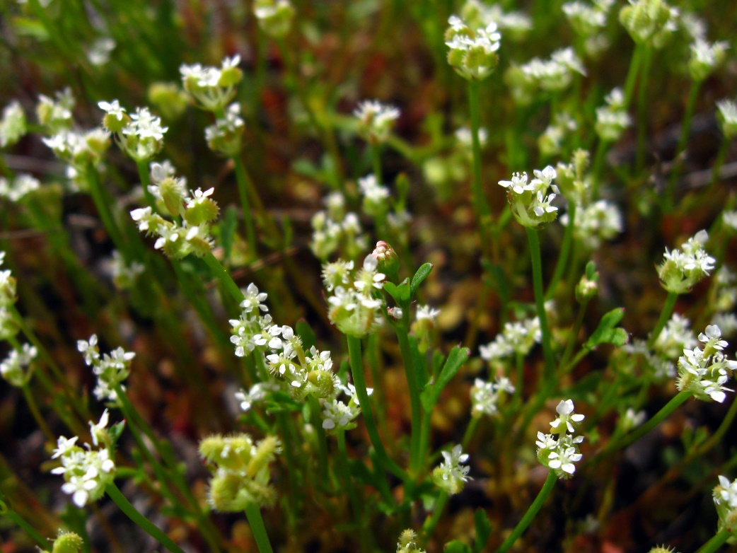 Trachymene pilosa