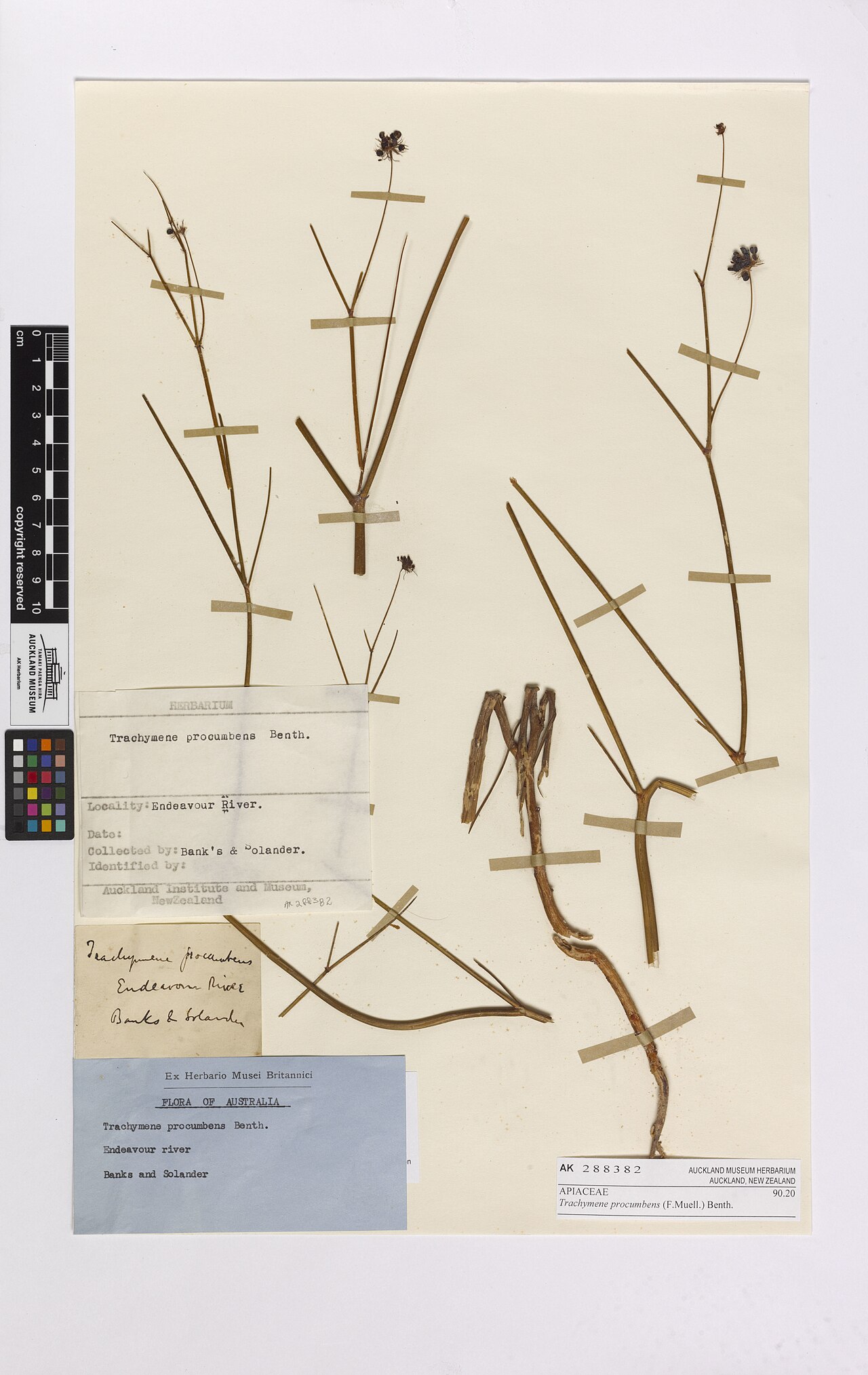 Trachymene procumbens