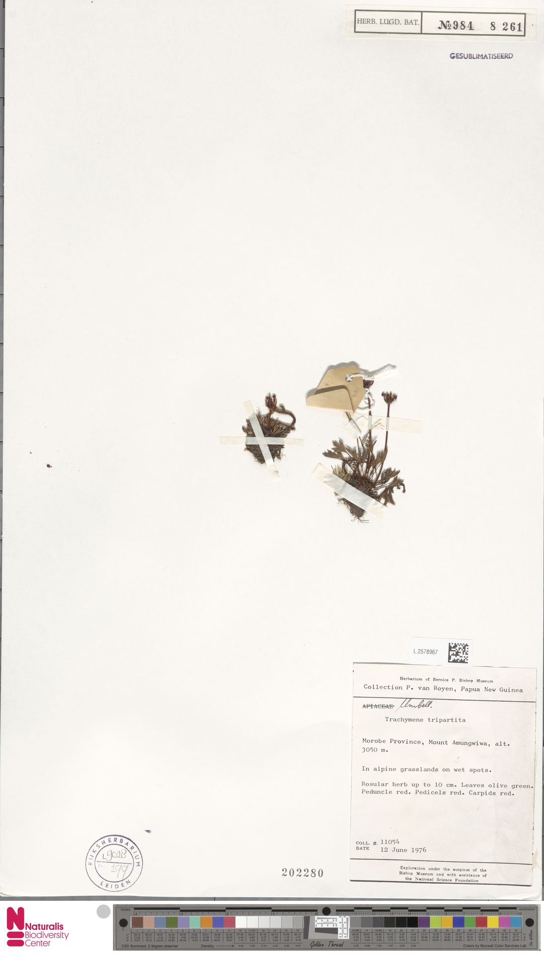 Trachymene tripartita