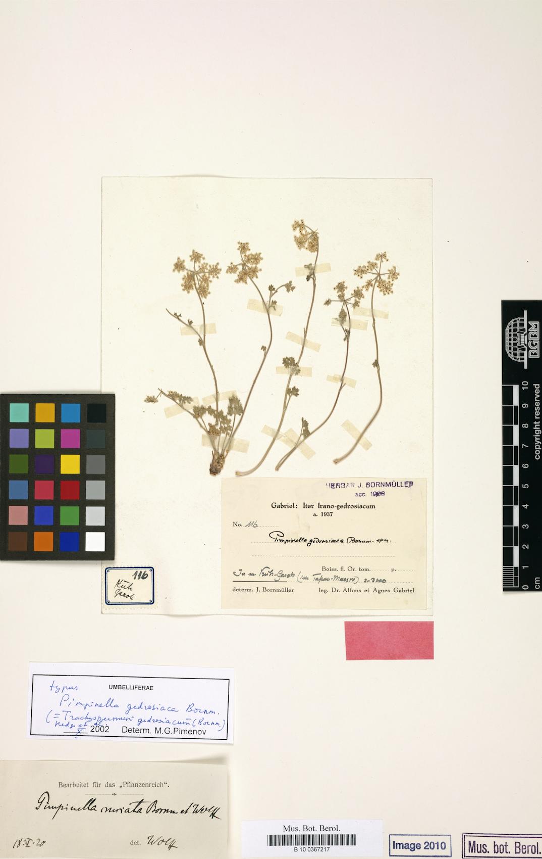 Trachyspermum gedrosiacum