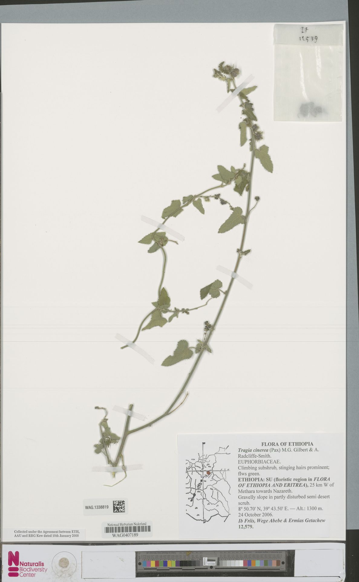 Tragia cinerea