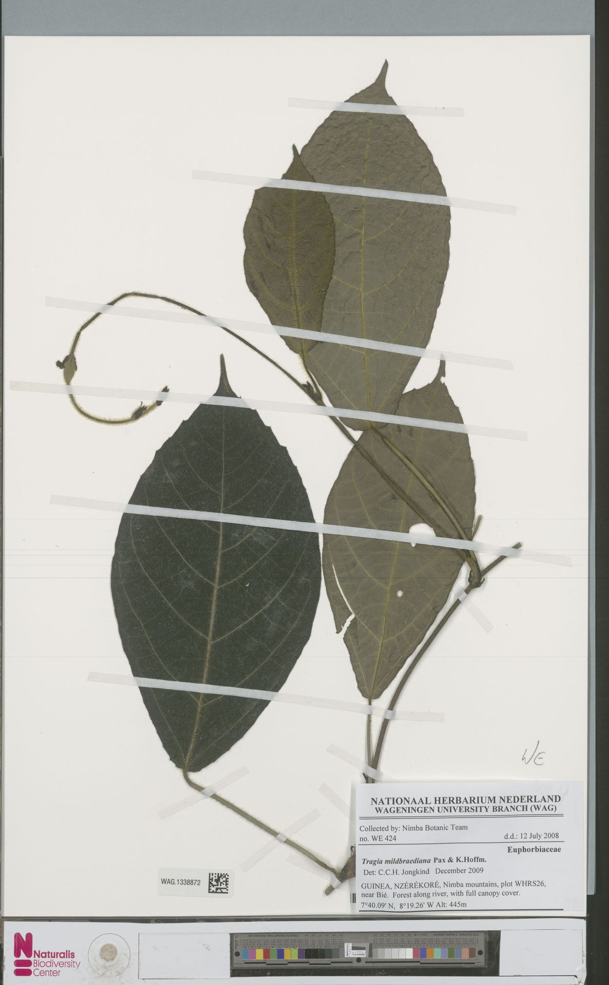 Tragia mildbraediana