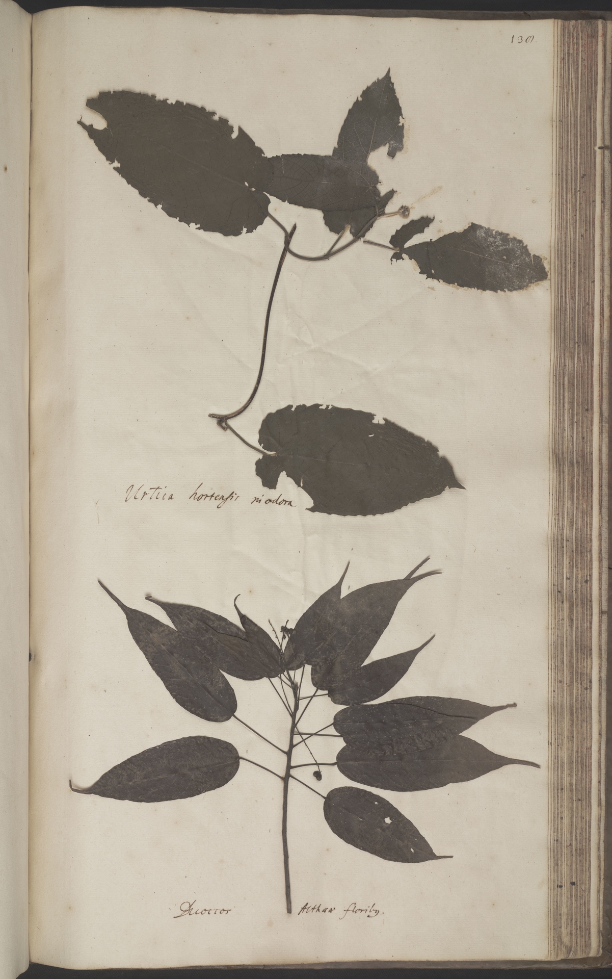 Tragia montana