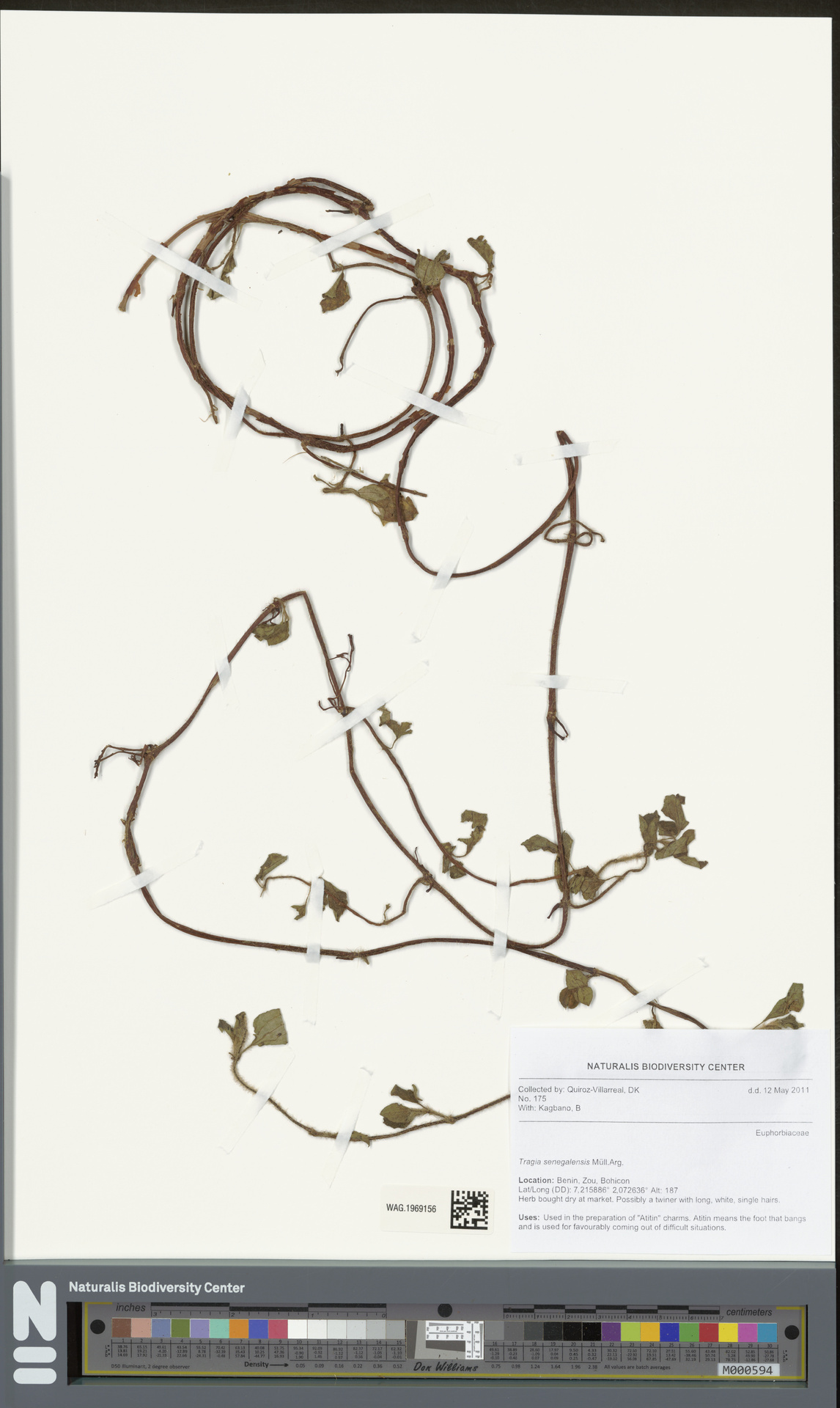 Tragia senegalensis