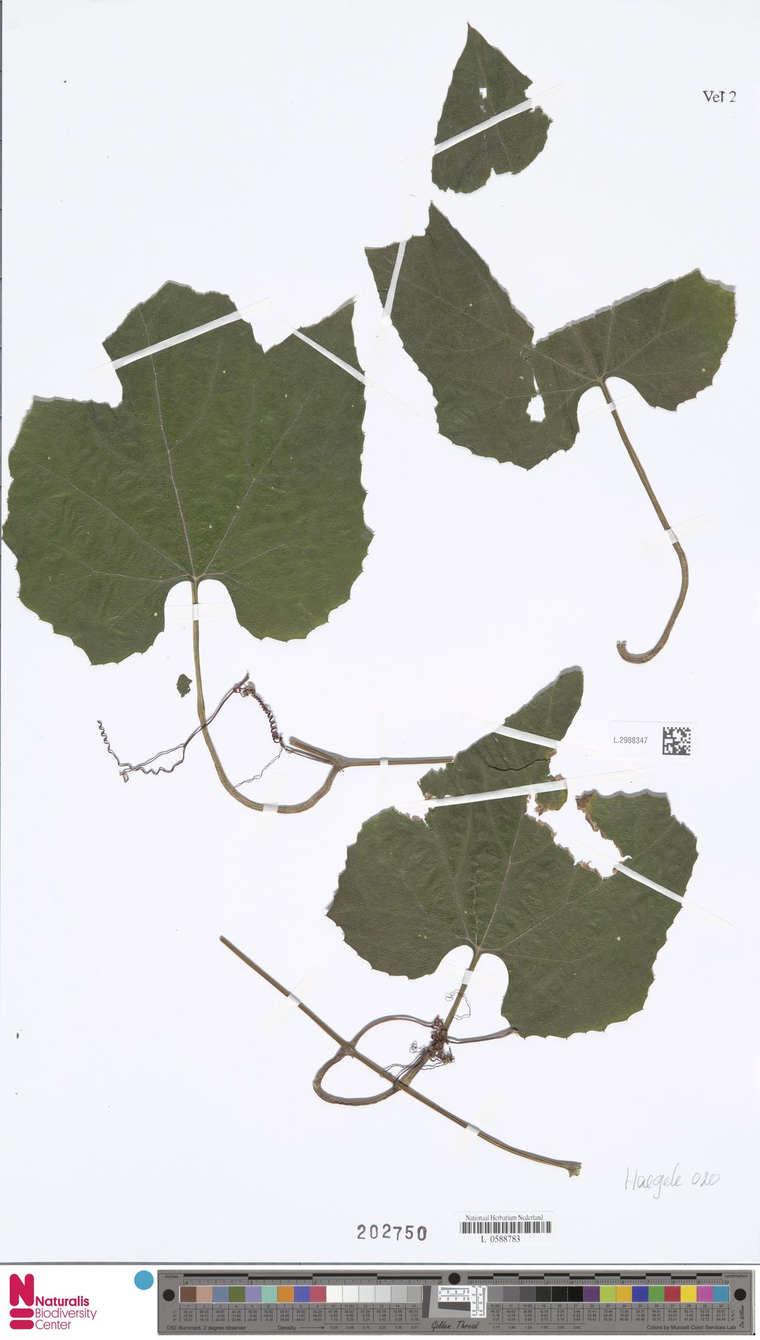 Trichosanthes bracteata