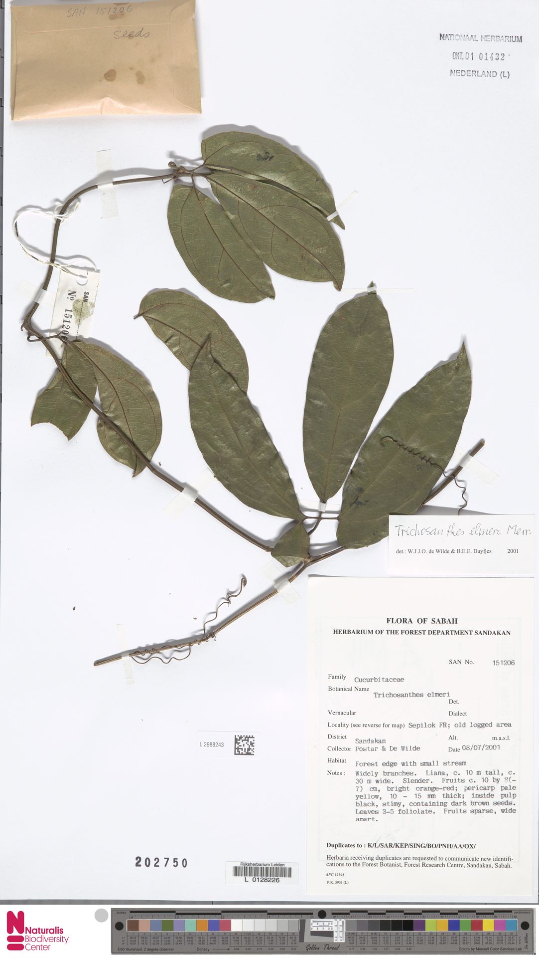 Trichosanthes elmeri
