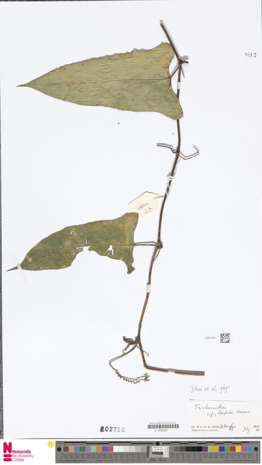Trichosanthes hastata