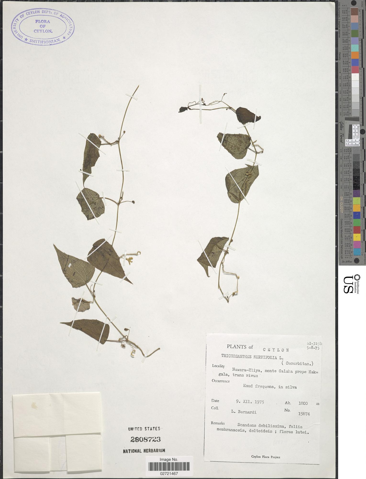 Trichosanthes nervifolia