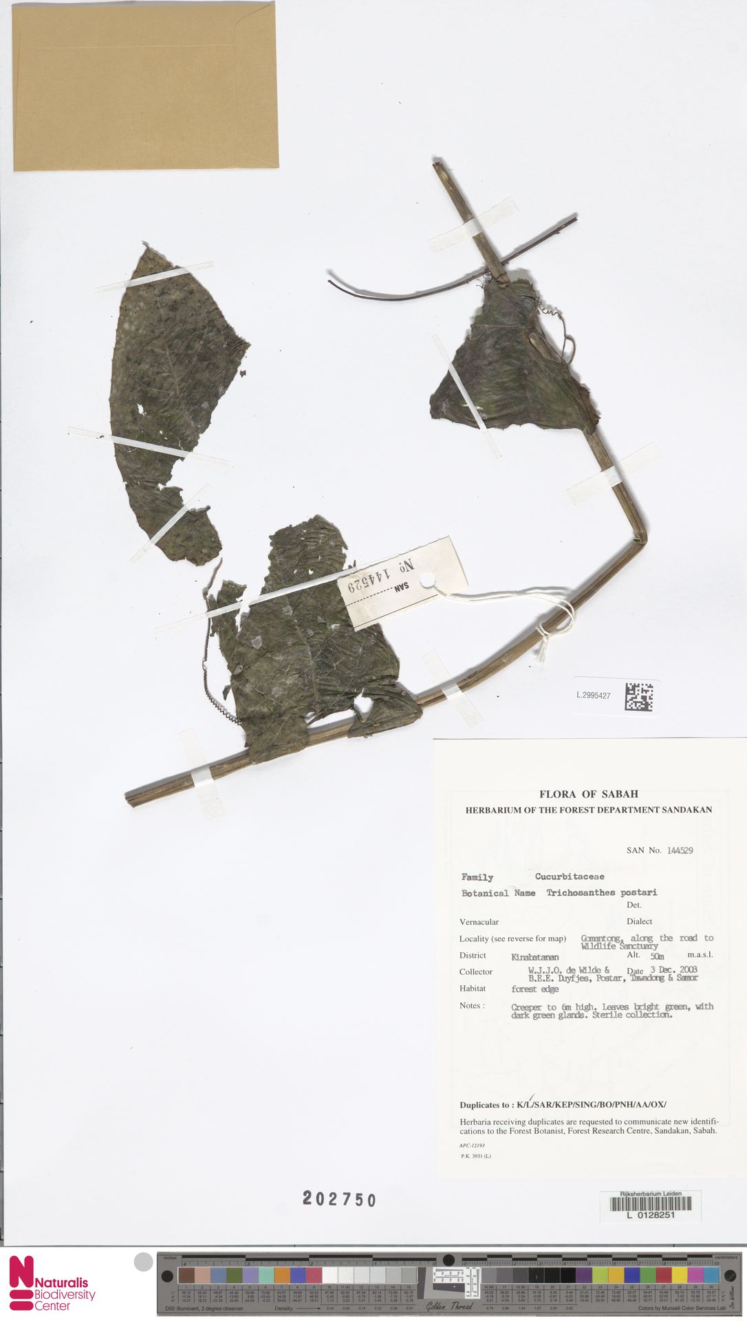 Trichosanthes postarii