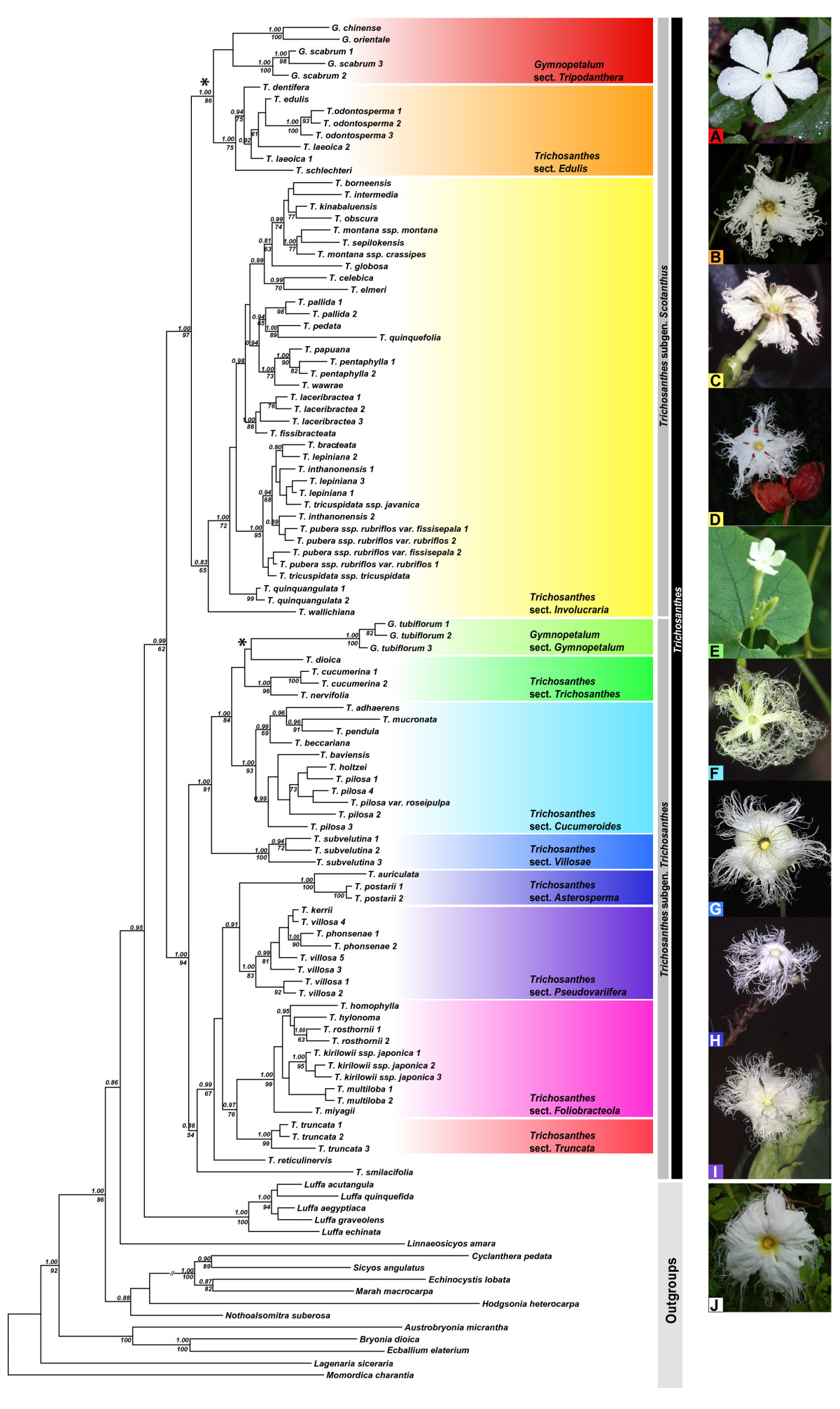 Trichosanthes subvelutina