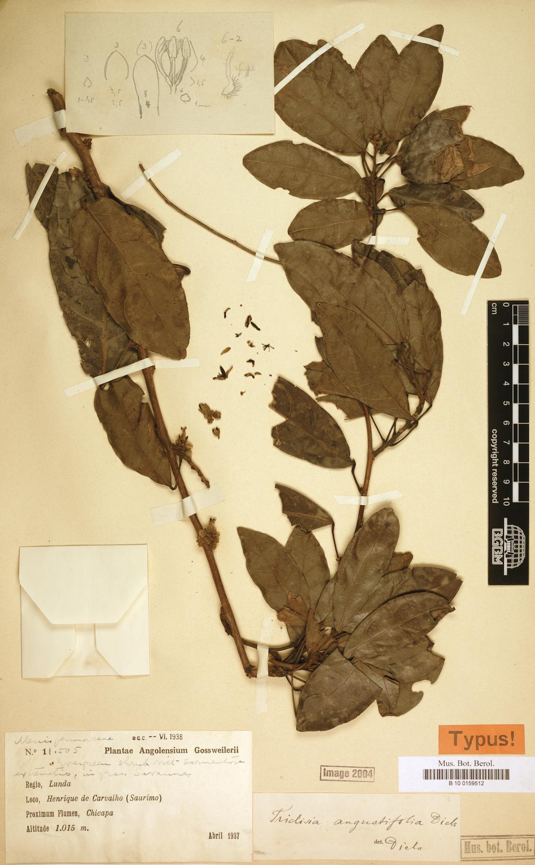 Triclisia angustifolia