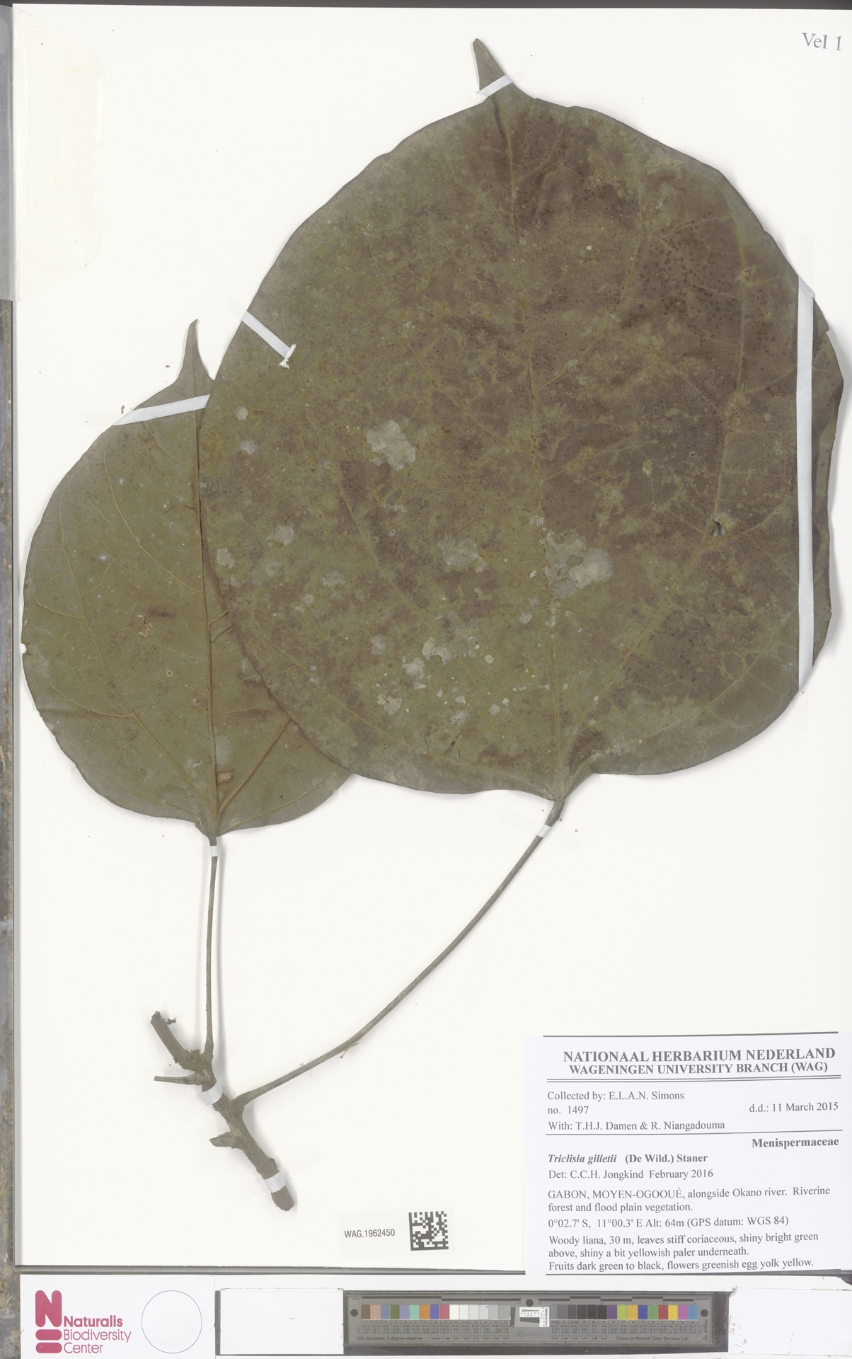 Triclisia dictyophylla