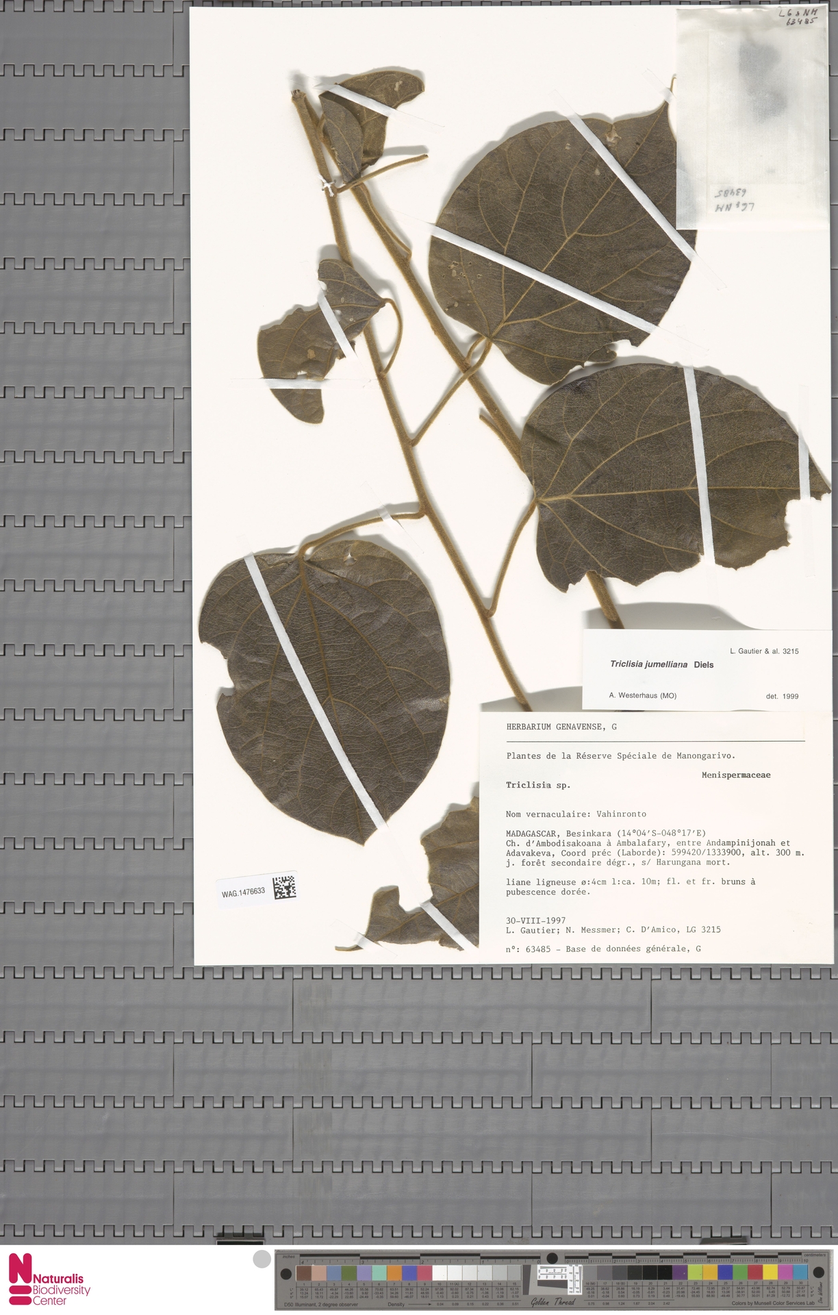Triclisia jumelliana