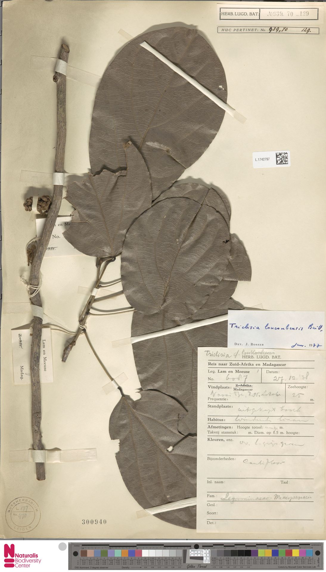 Triclisia loucoubensis