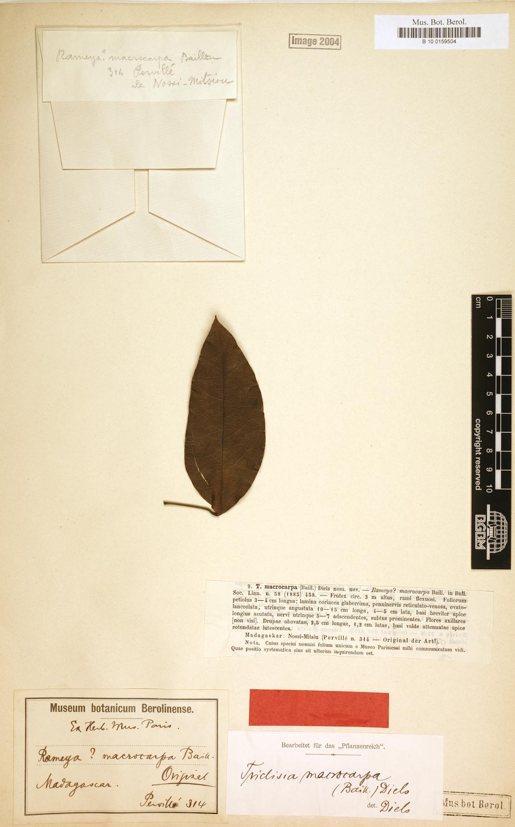 Triclisia macrocarpa