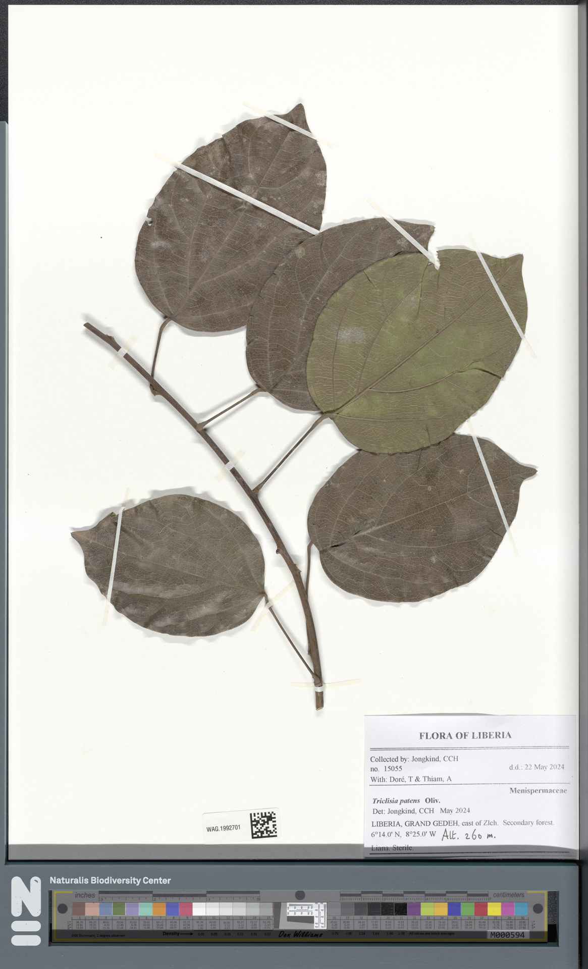 Triclisia patens