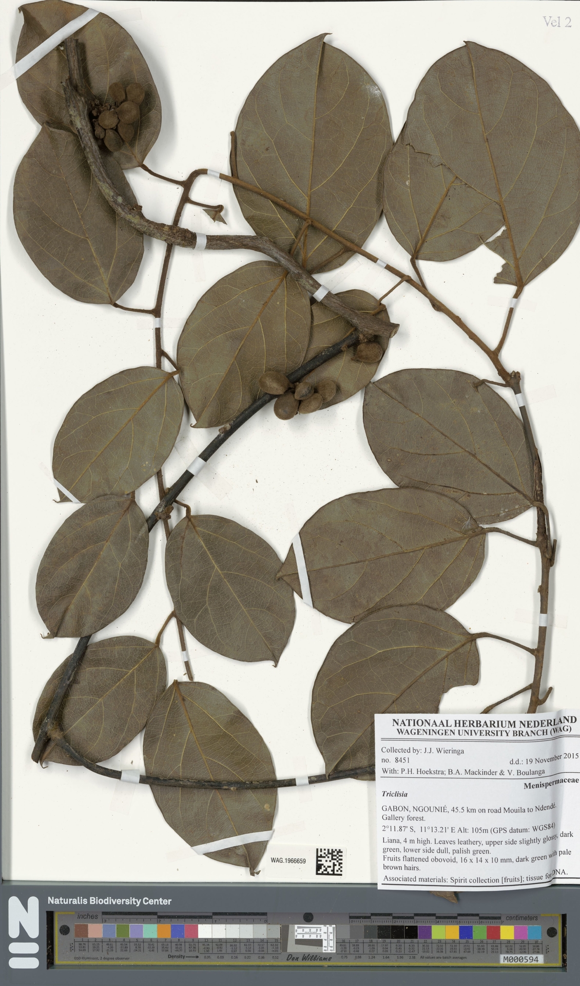 Triclisia riparia