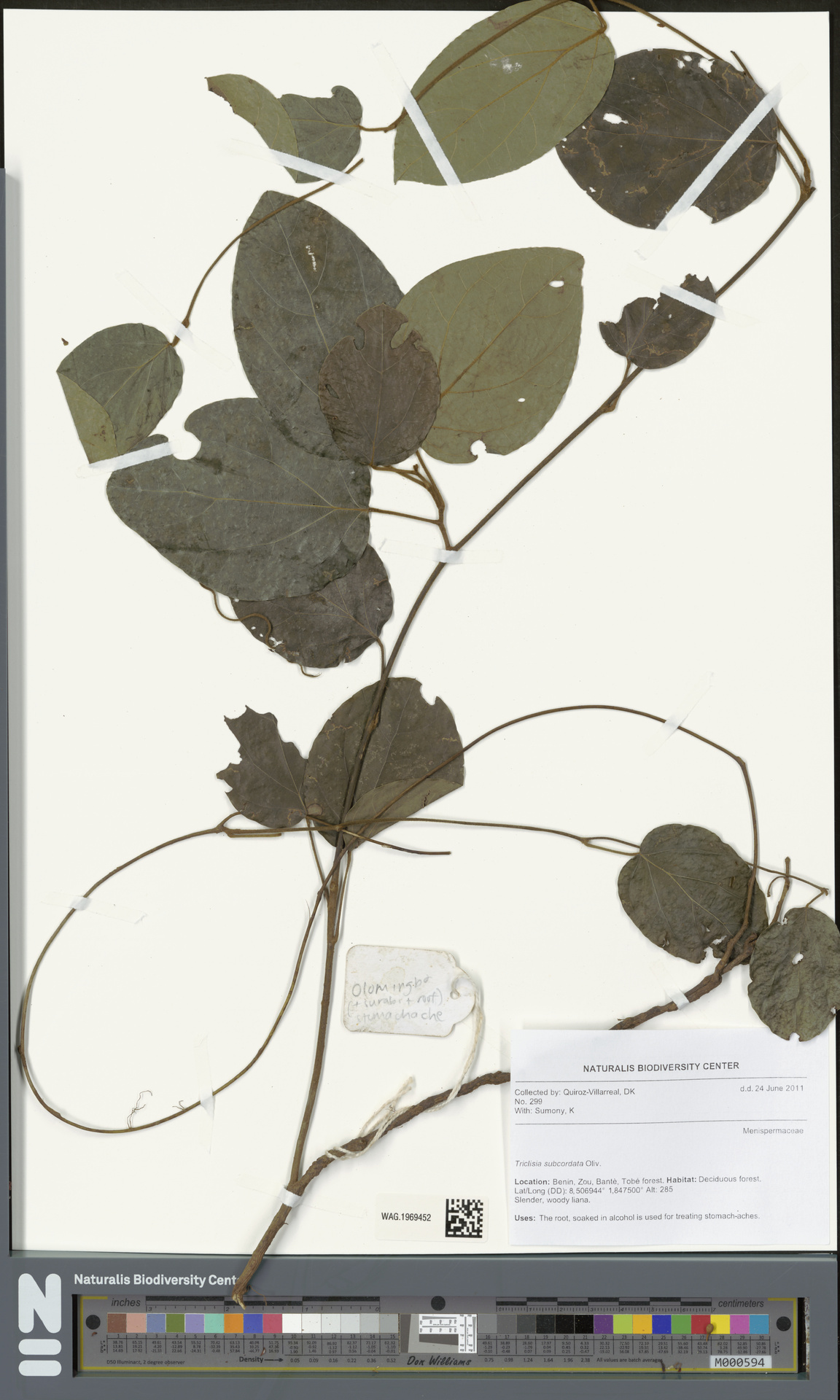 Triclisia subcordata