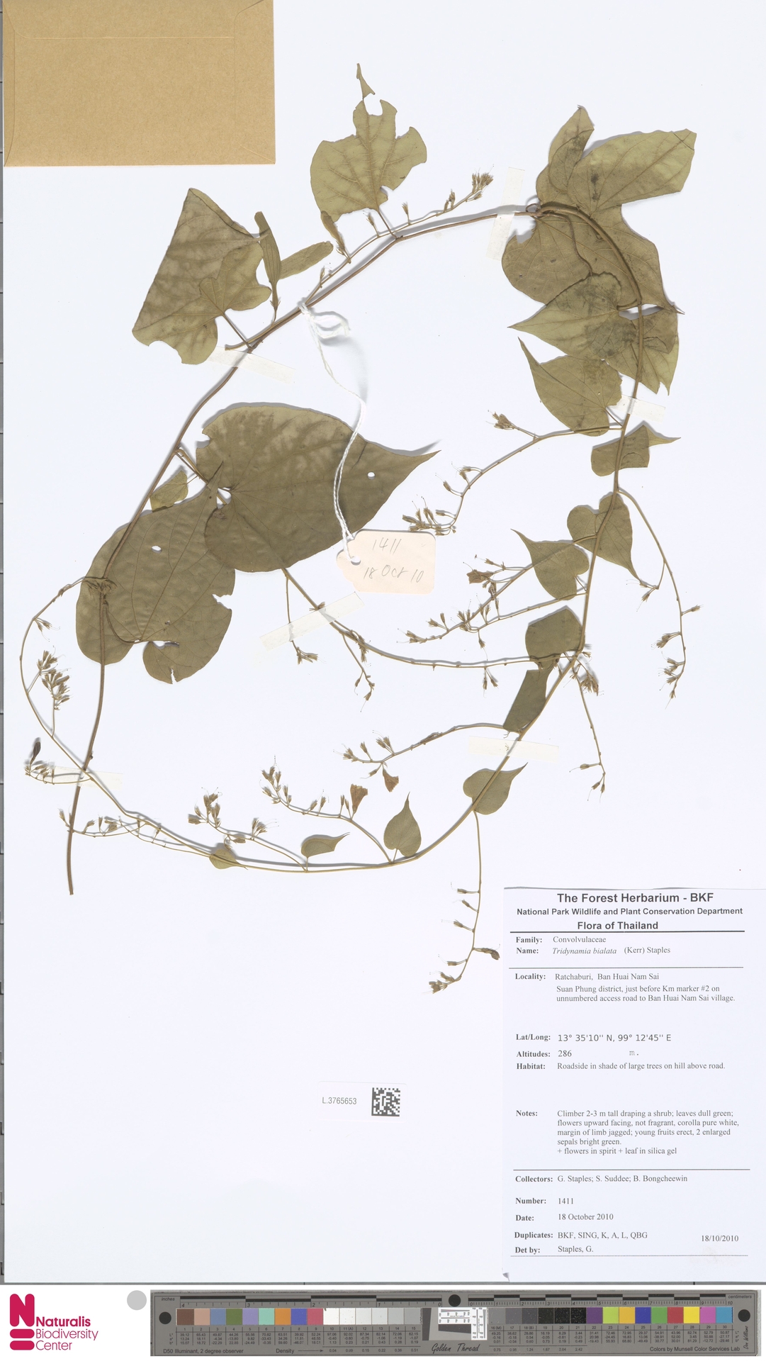 Tridynamia bialata