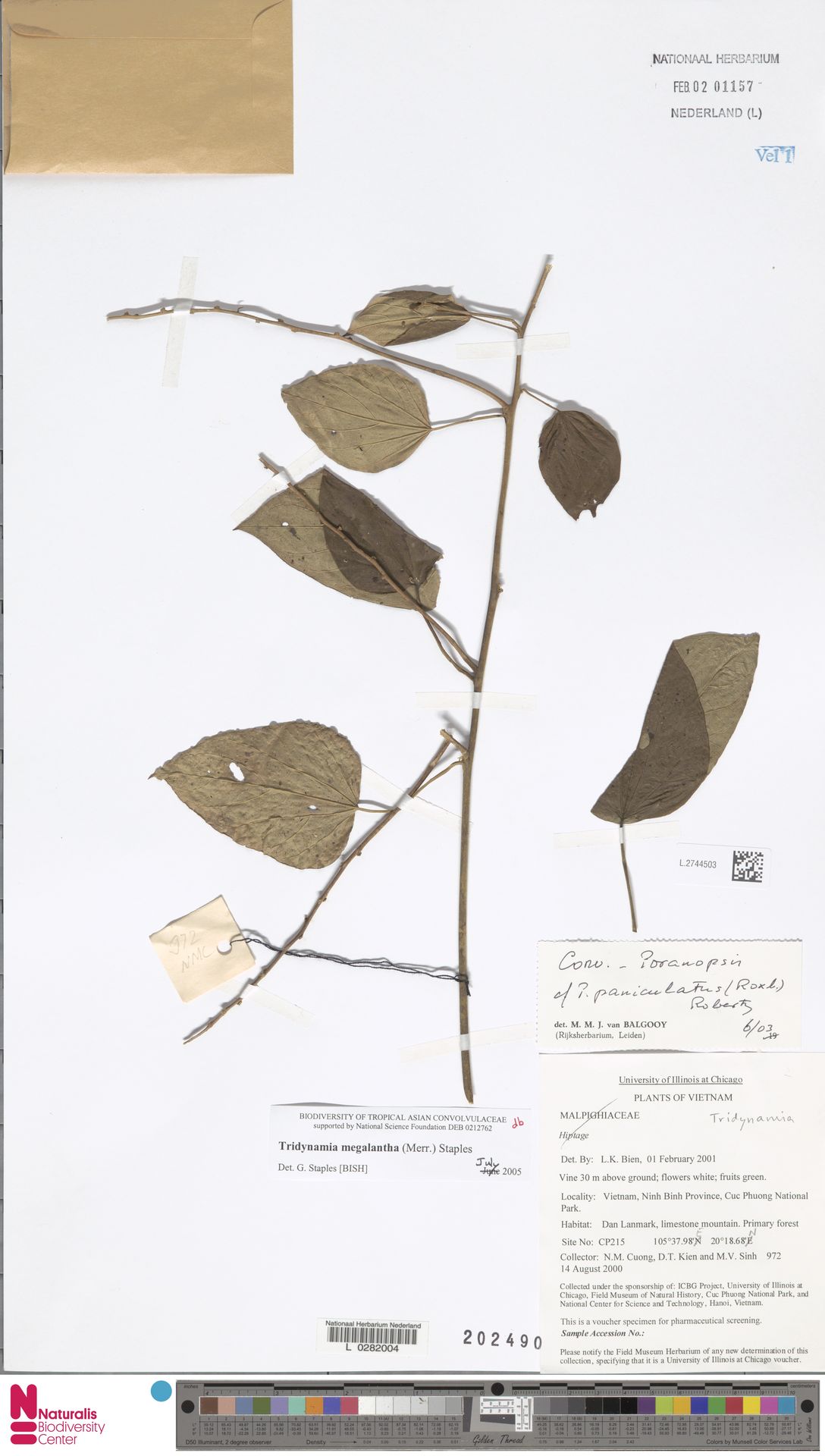 Tridynamia megalantha