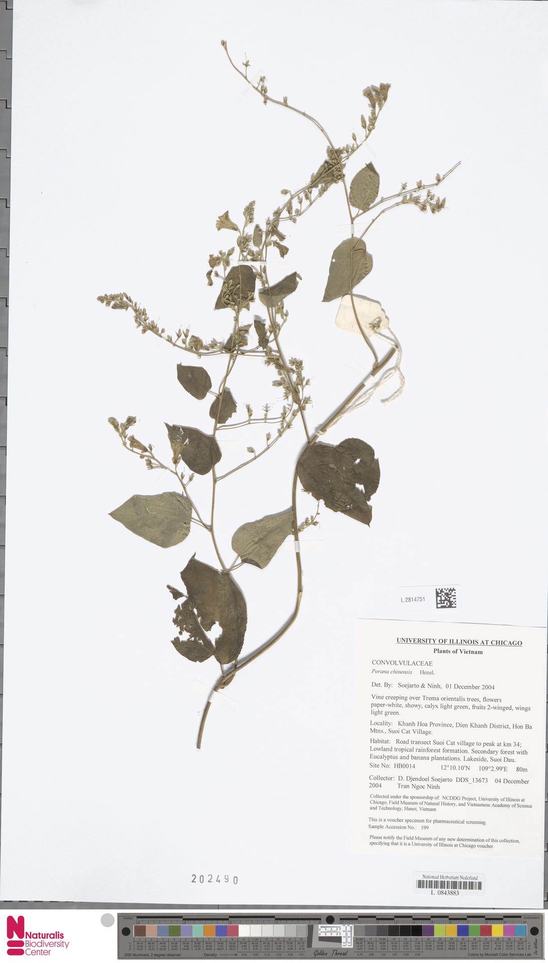 Tridynamia sinensis
