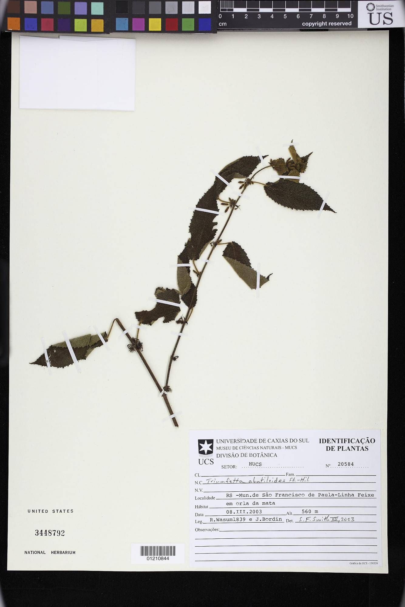 Triumfetta abutiloides