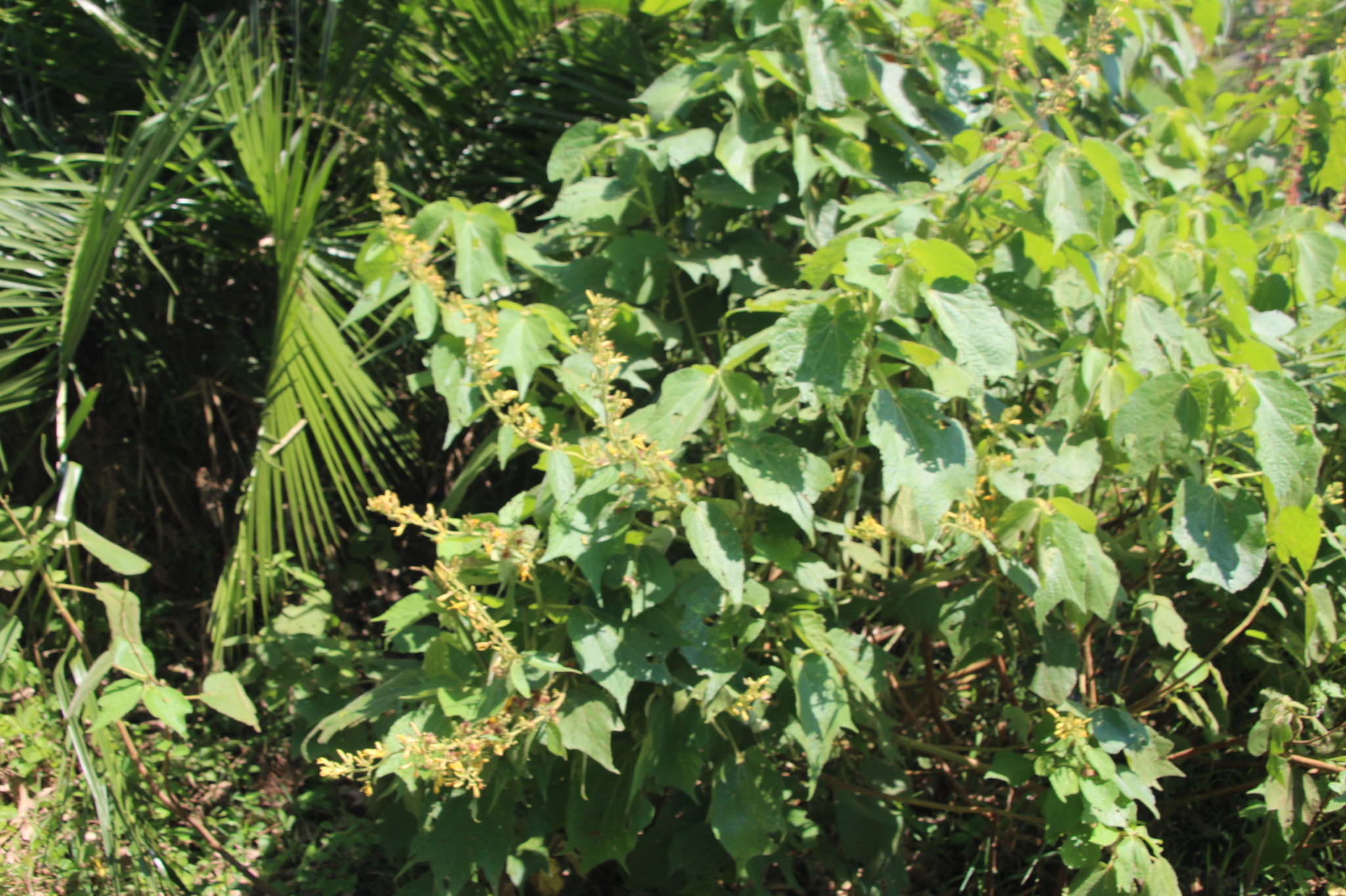 Triumfetta brachyceras