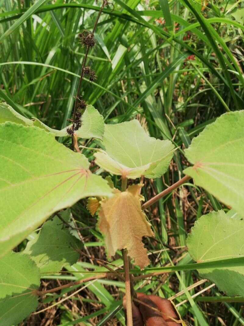 Triumfetta cordifolia