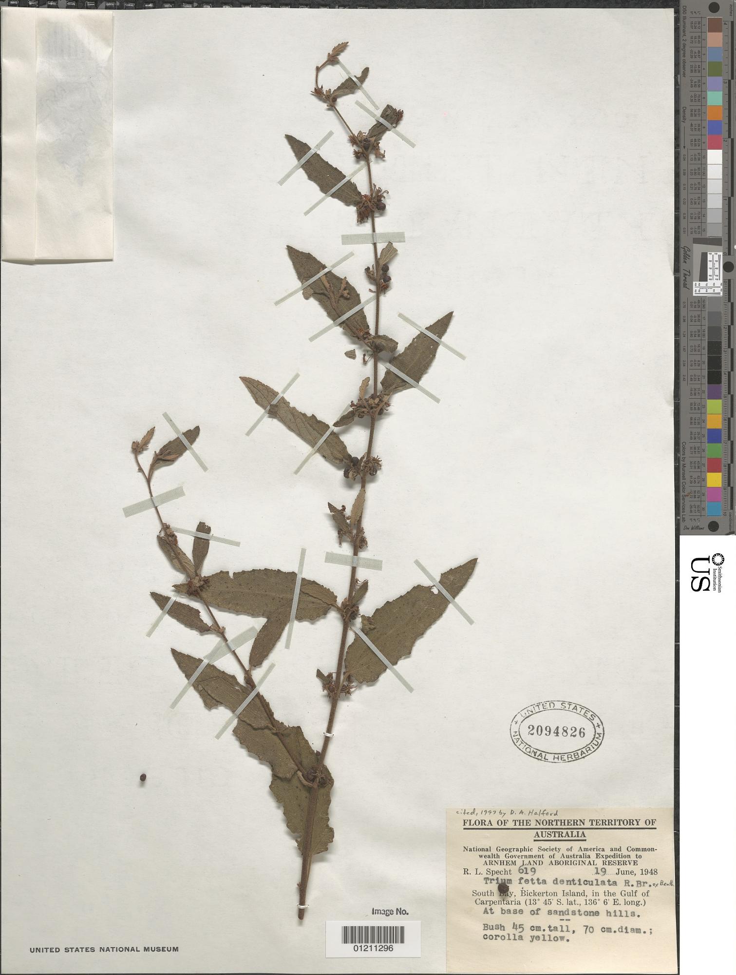 Triumfetta denticulata