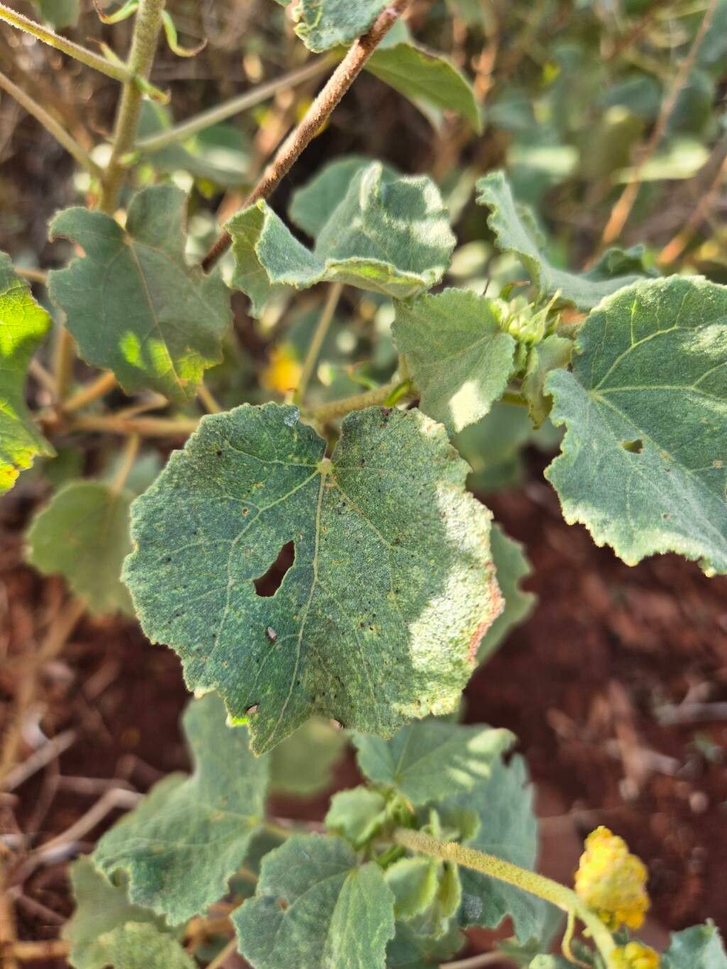 Triumfetta flavescens